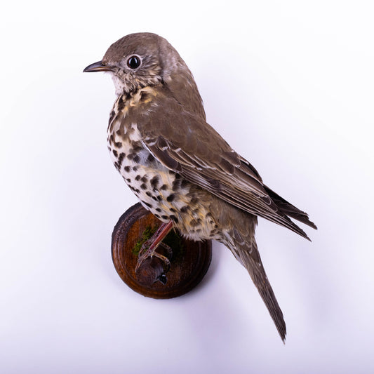 Mistle thrush Taxidermy Wall Mount For Sale
