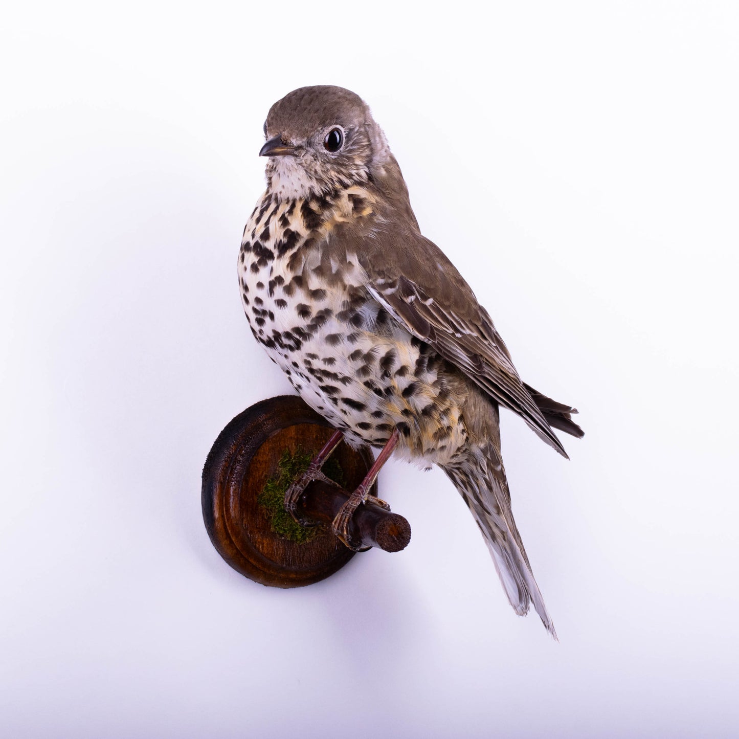 Mistle thrush Taxidermy Wall Mount For Sale