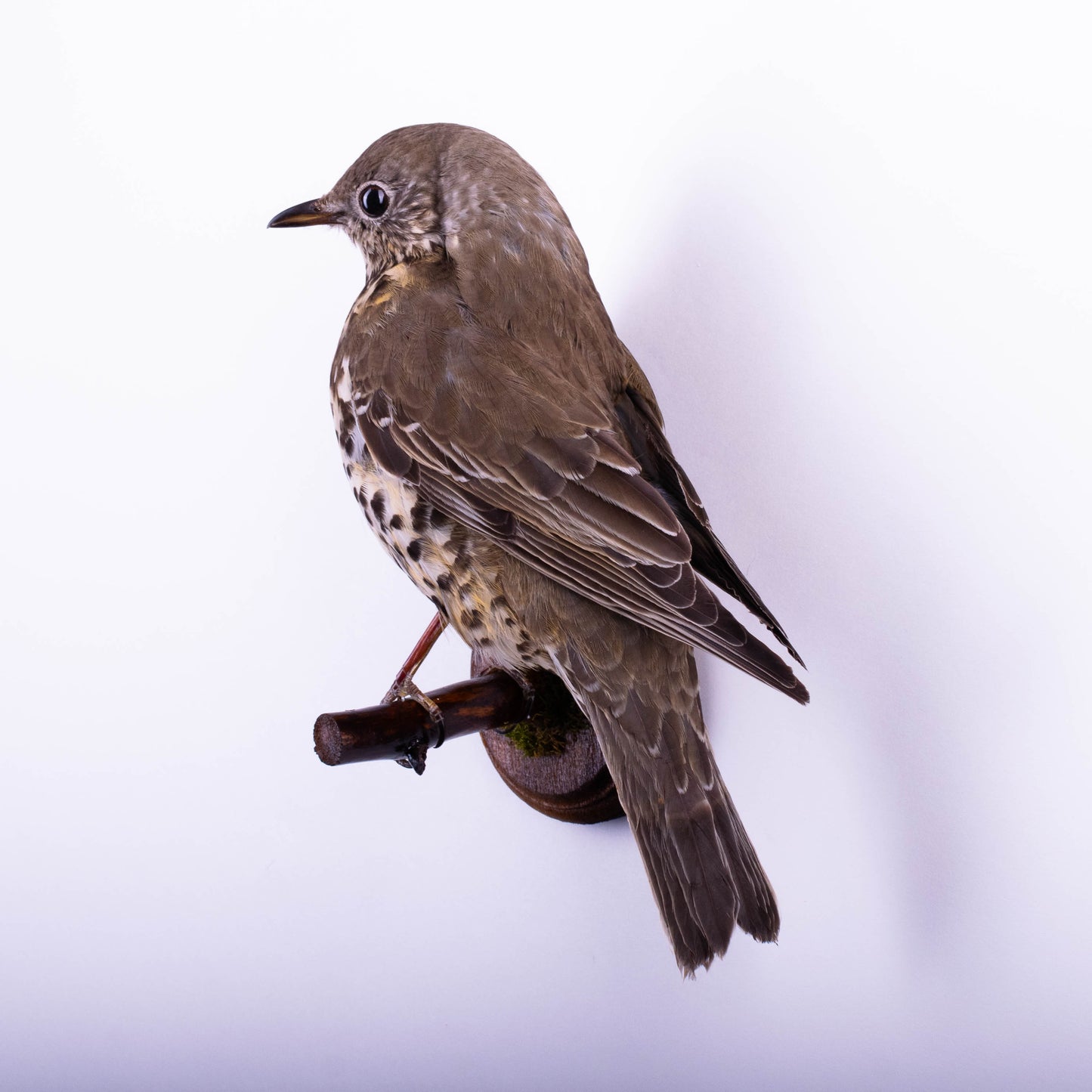 Mistle thrush Taxidermy Wall Mount For Sale