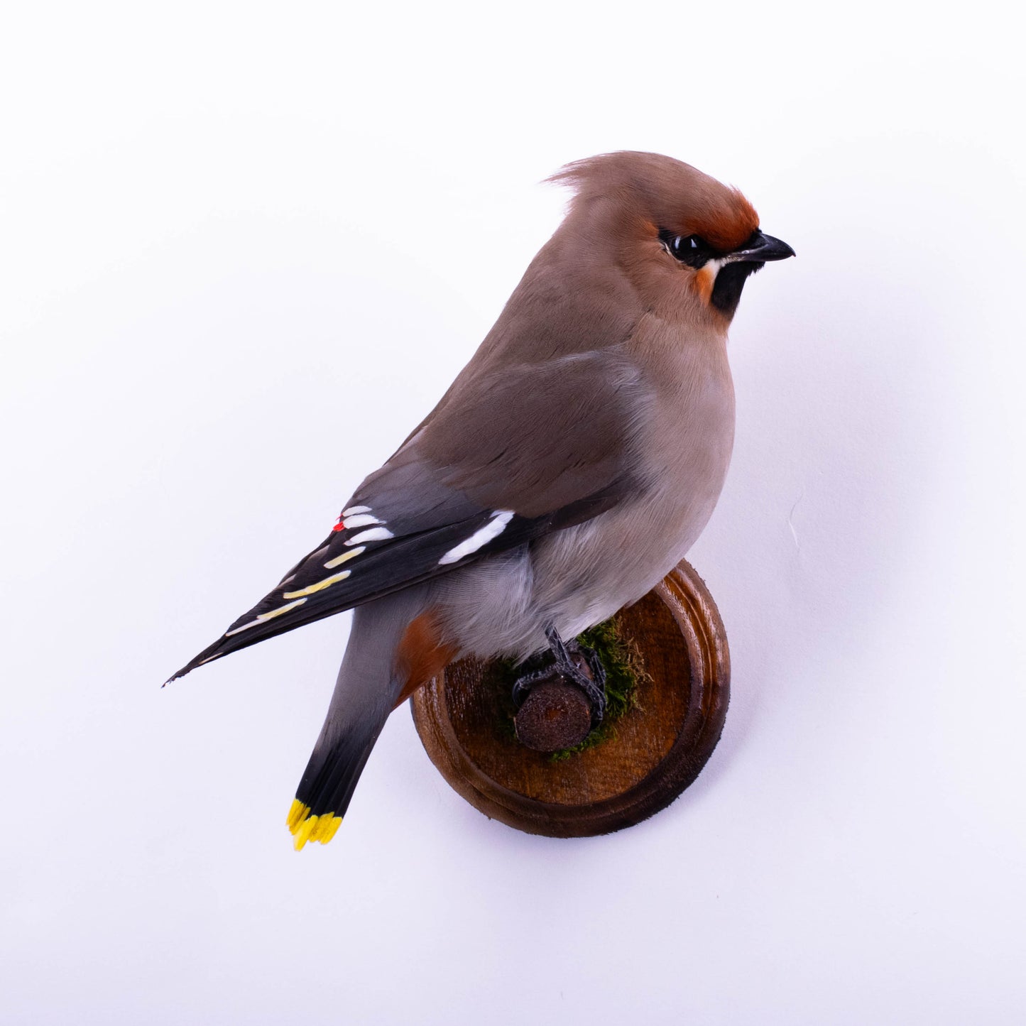 Waxwing Taxidermy Wall Mount For Sale