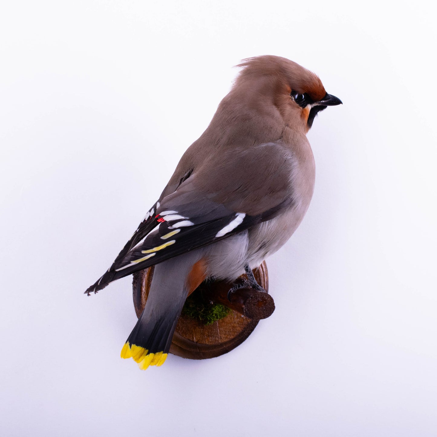 Waxwing Taxidermy Wall Mount For Sale