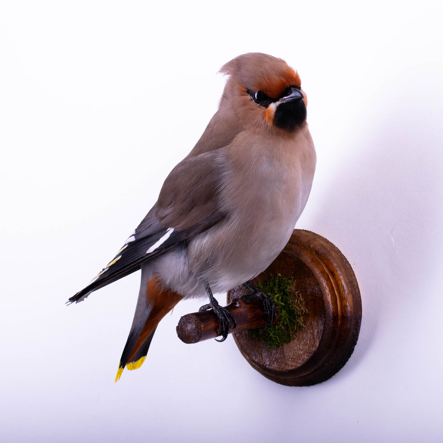 Waxwing Taxidermy Wall Mount For Sale