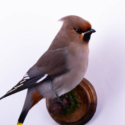 Waxwing Taxidermy Wall Mount For Sale