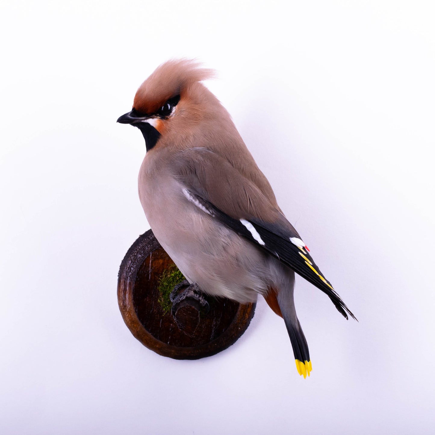 Waxwing Taxidermy Wall Mount For Sale