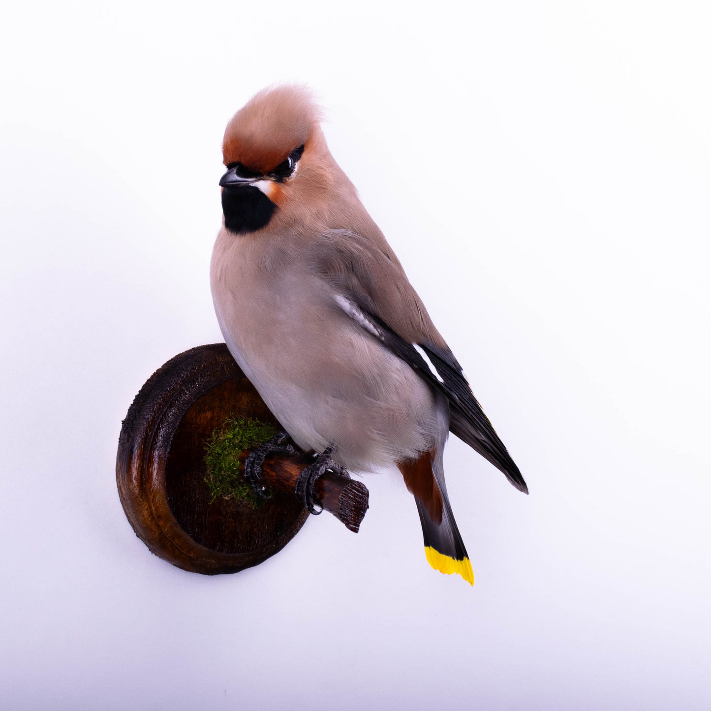 Waxwing Taxidermy Wall Mount For Sale