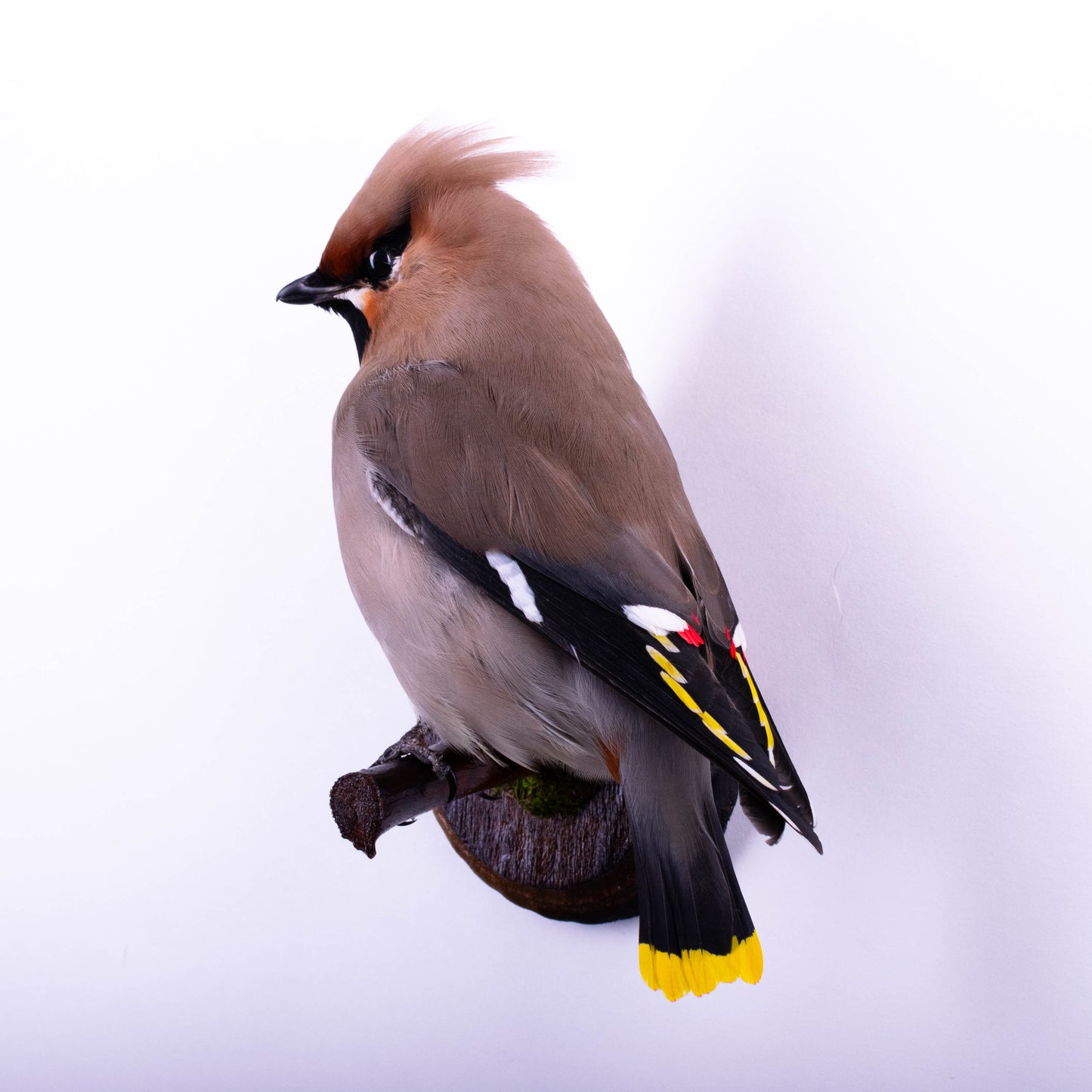 Waxwing Taxidermy Wall Mount For Sale