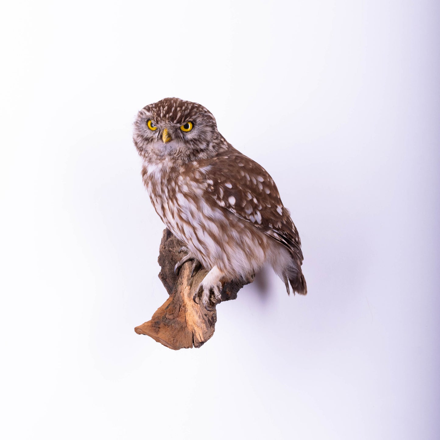 Little Owl Taxidermy Wall Mount For Sale