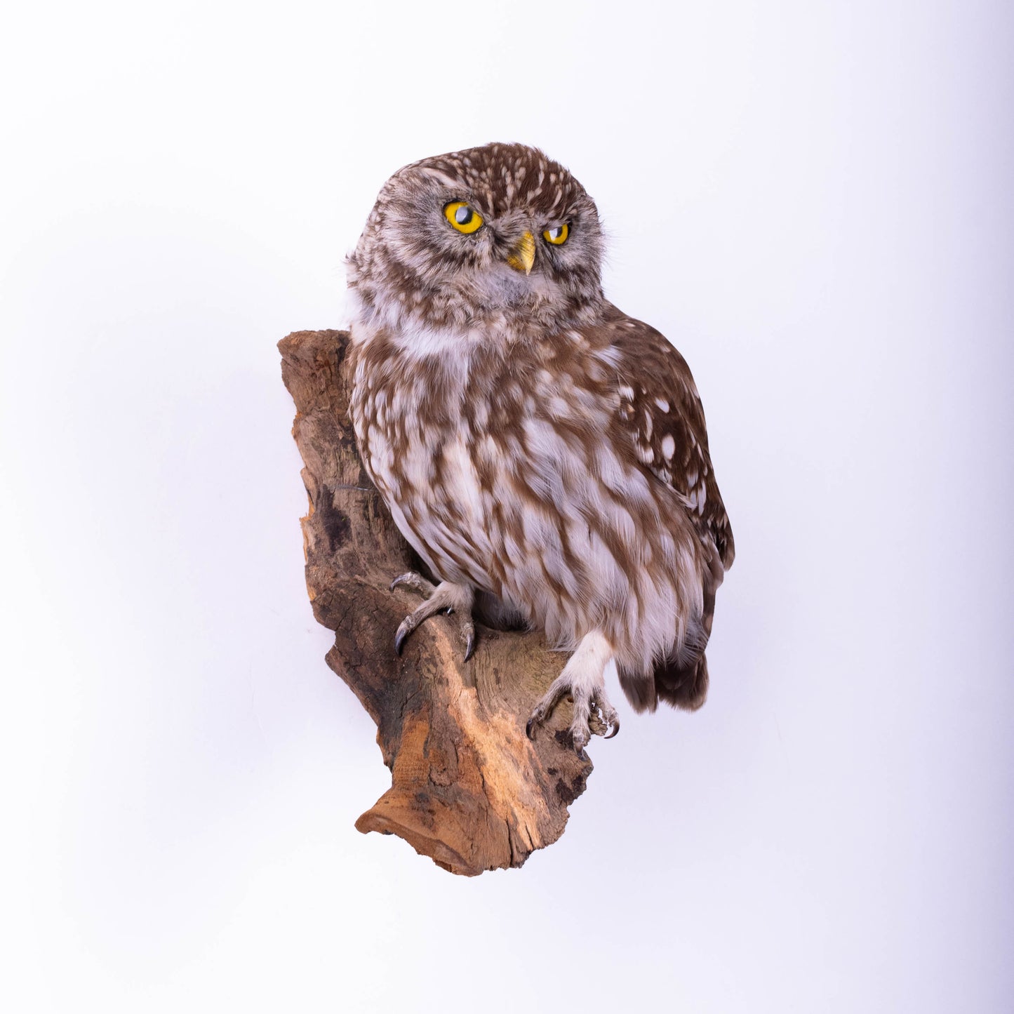 Little Owl Taxidermy Wall Mount For Sale