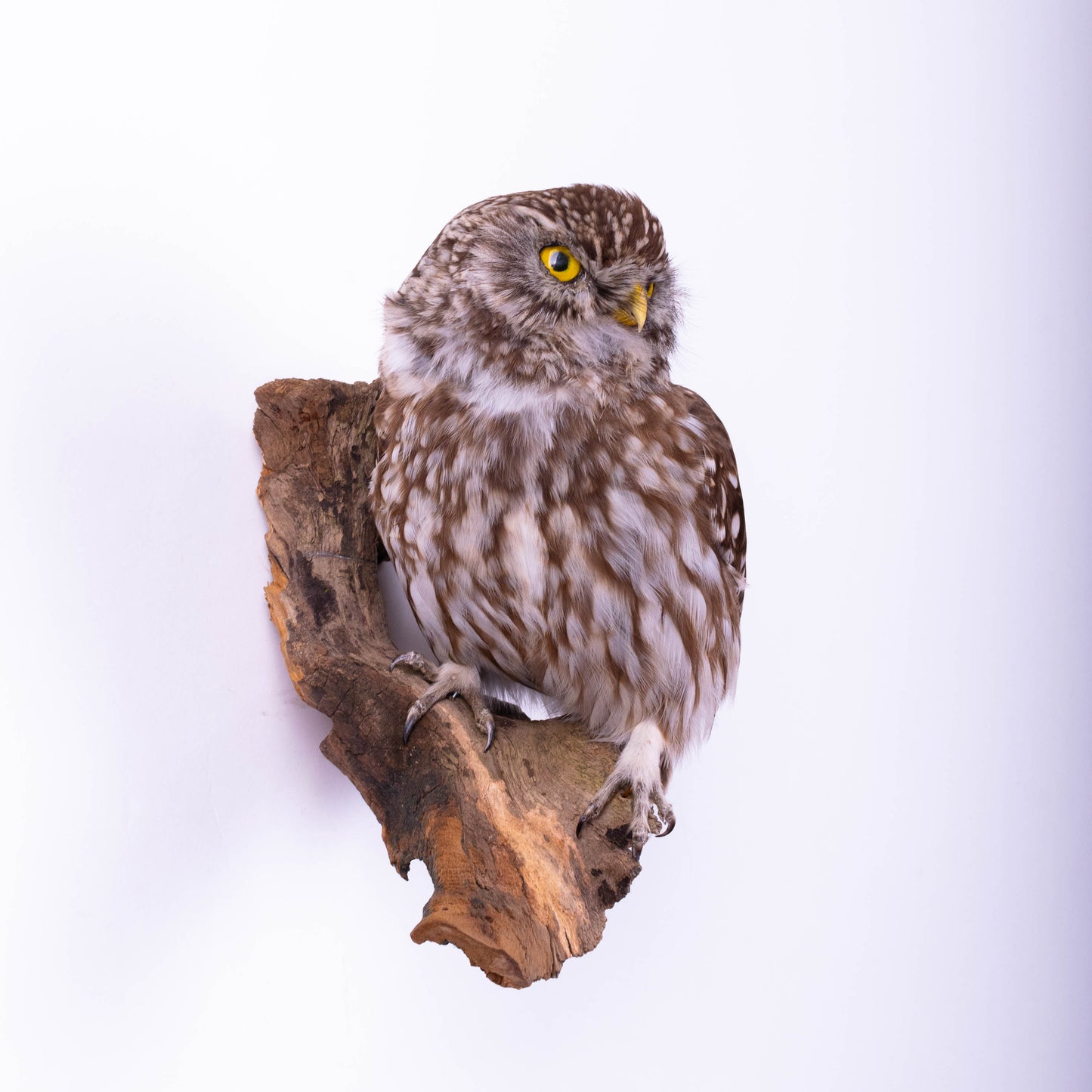 Little Owl Taxidermy Wall Mount For Sale