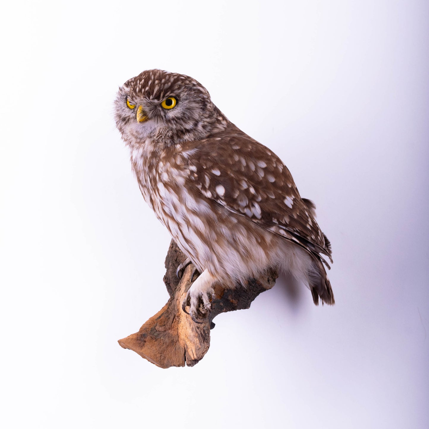Little Owl Taxidermy Wall Mount For Sale