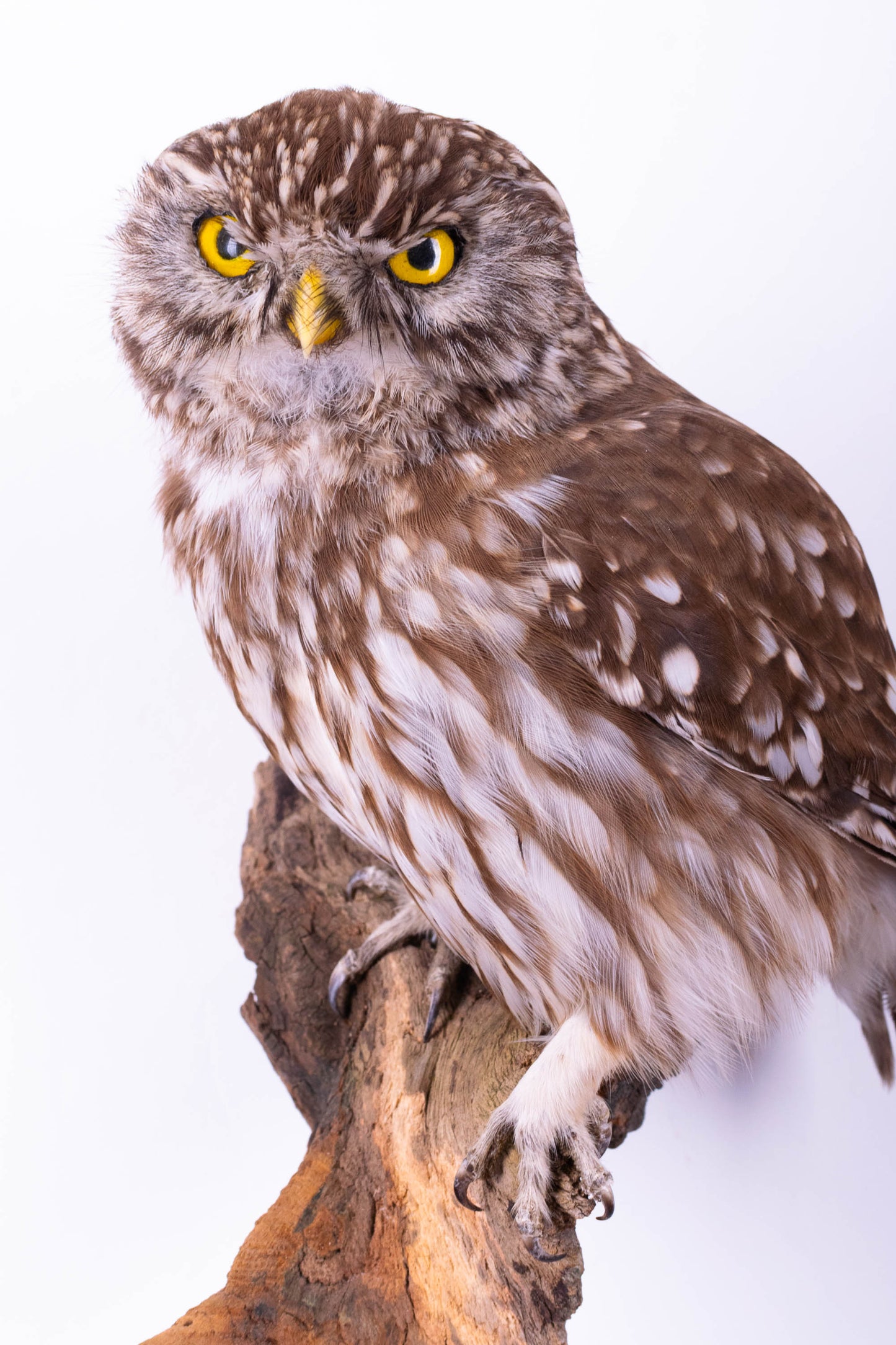 Little Owl Taxidermy Wall Mount For Sale