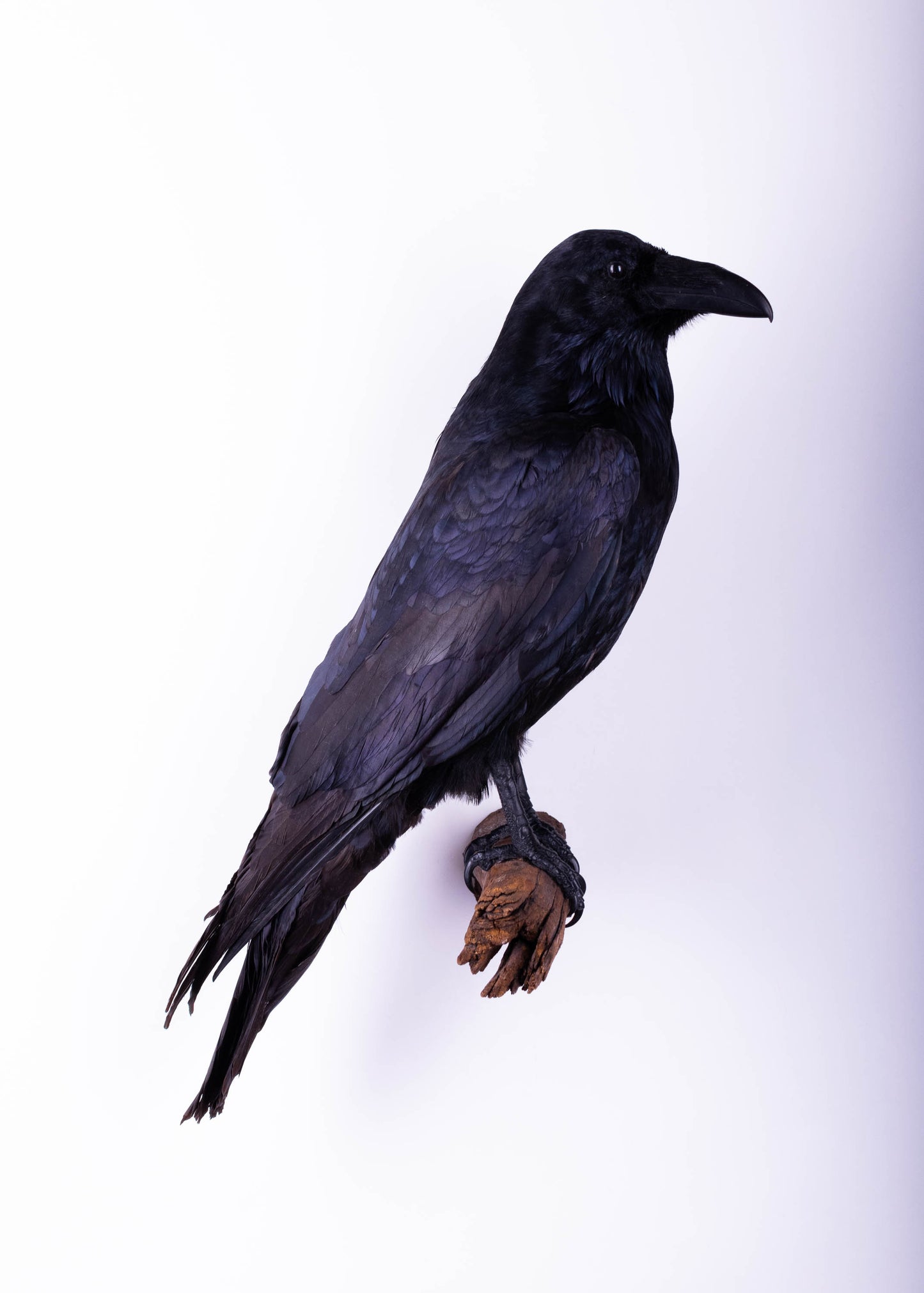 Raven Taxidermy Wall Mount For Sale