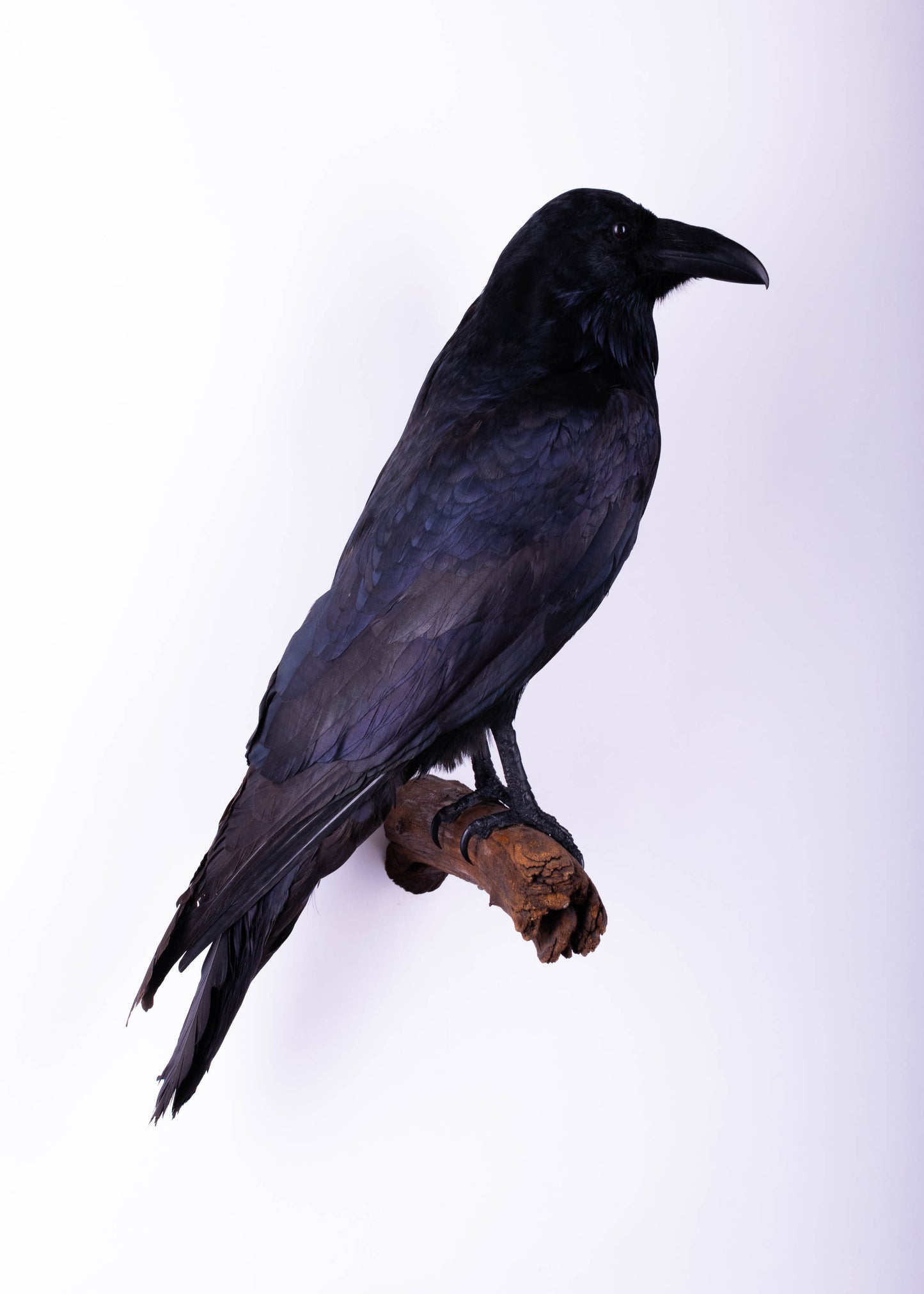 Raven Taxidermy Wall Mount For Sale
