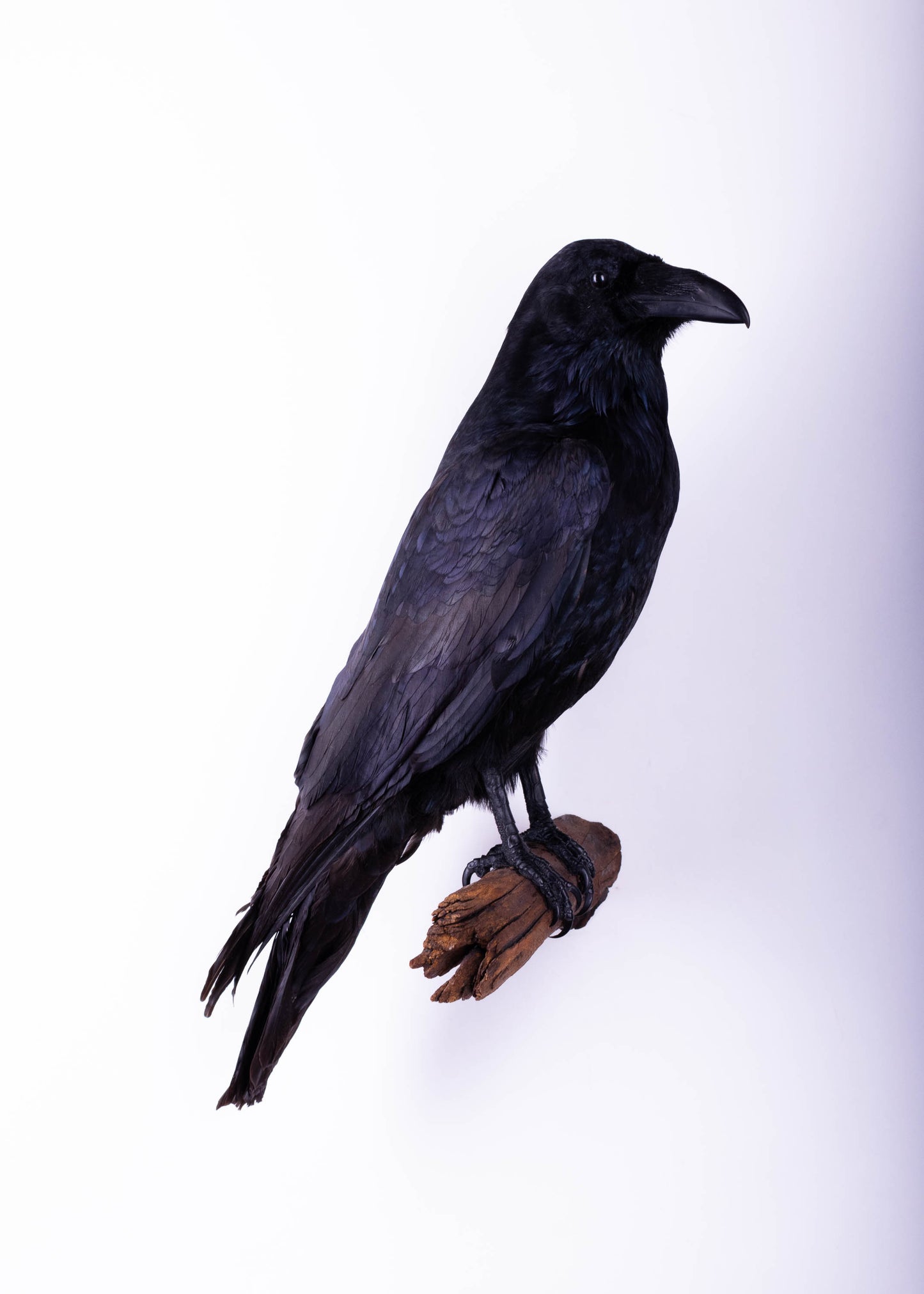Raven Taxidermy Wall Mount For Sale