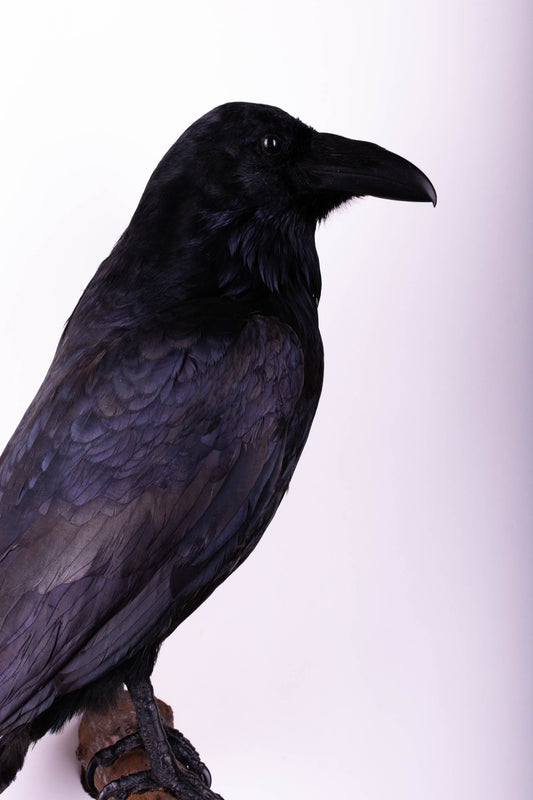 Raven Taxidermy Wall Mount For Sale