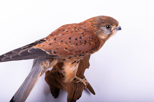 Lesser Kestrel Falcon Taxidermy Wall Mount
