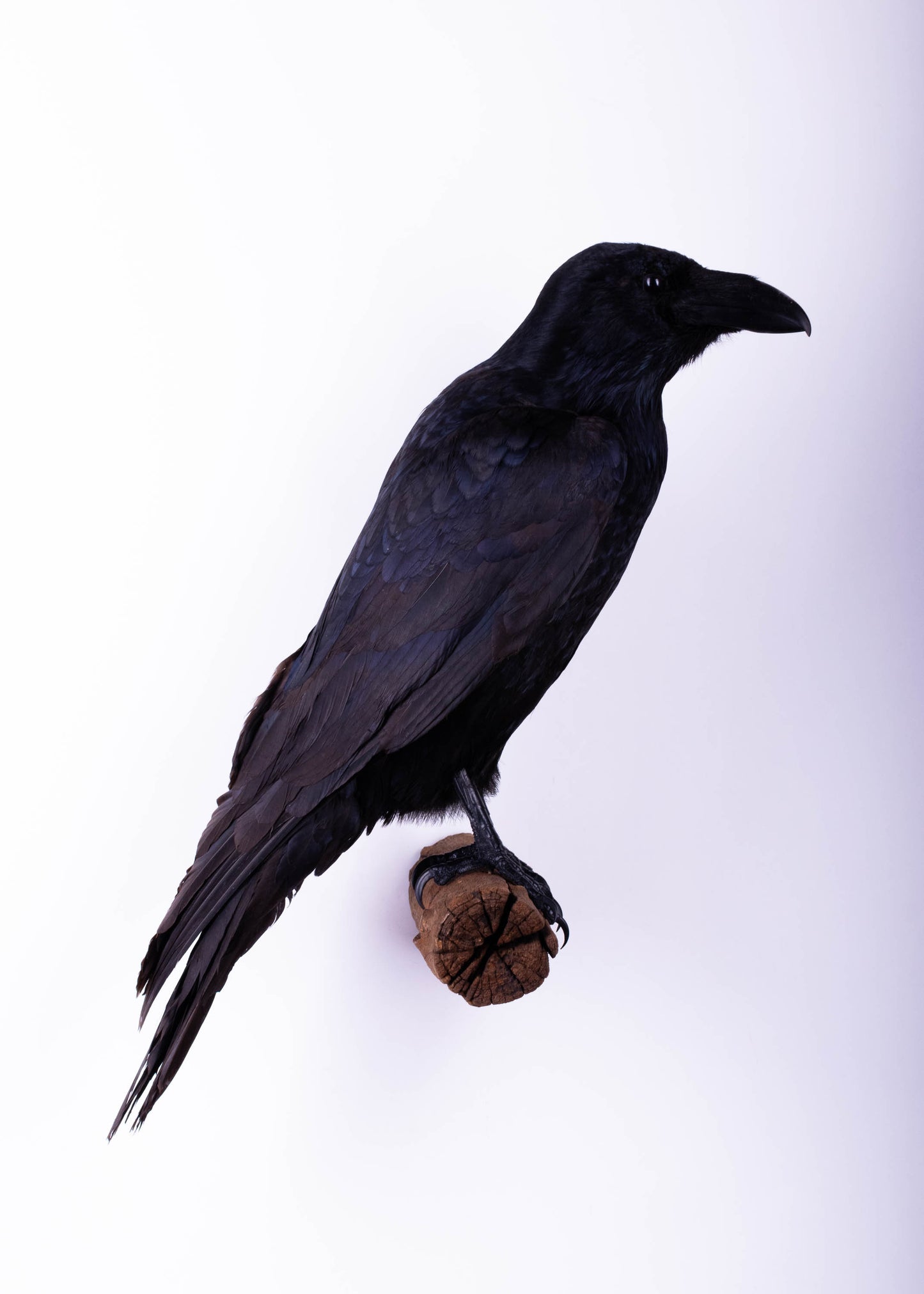 Raven Taxidermy Wall Mount For Sale