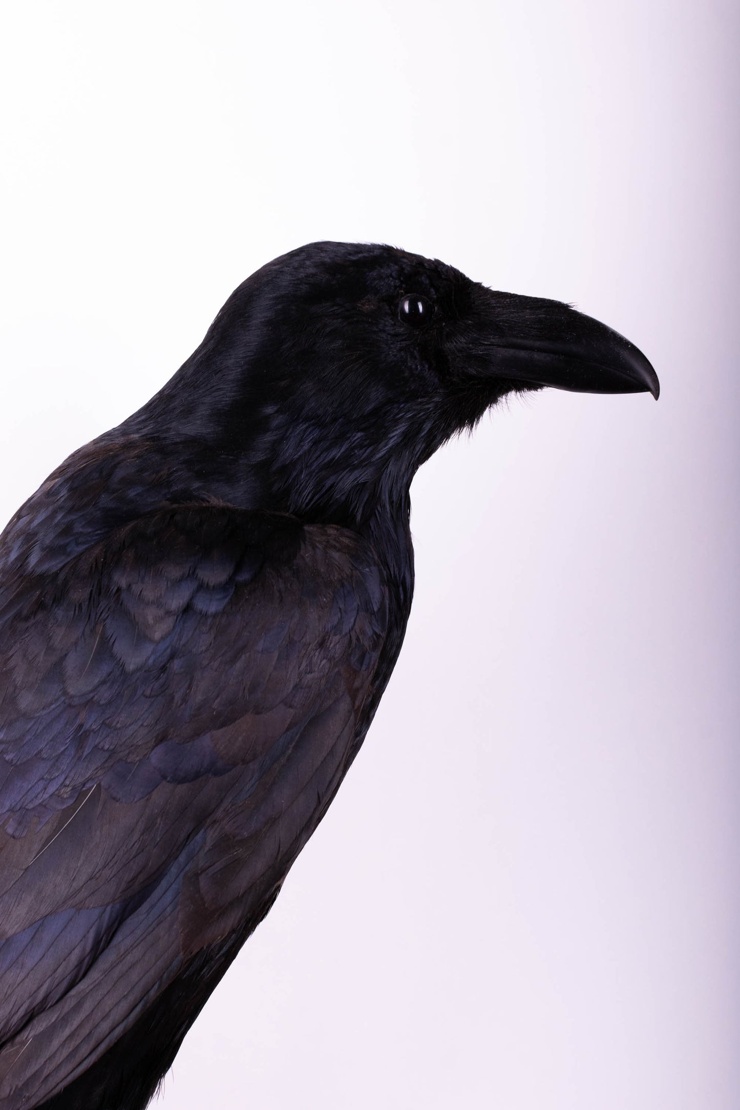 Raven Taxidermy Wall Mount For Sale