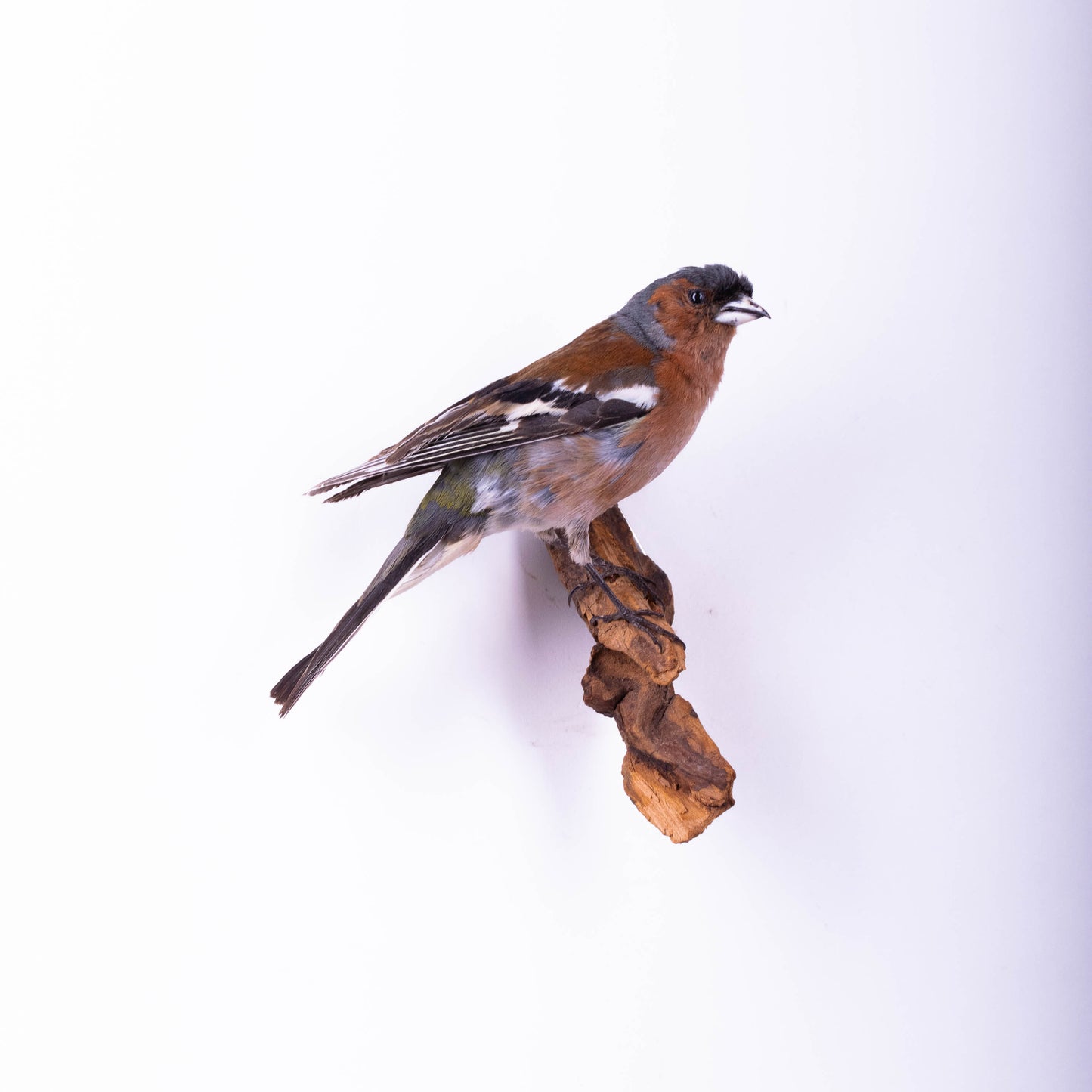 Chaffinch Taxidermy Wall Mount For Sale