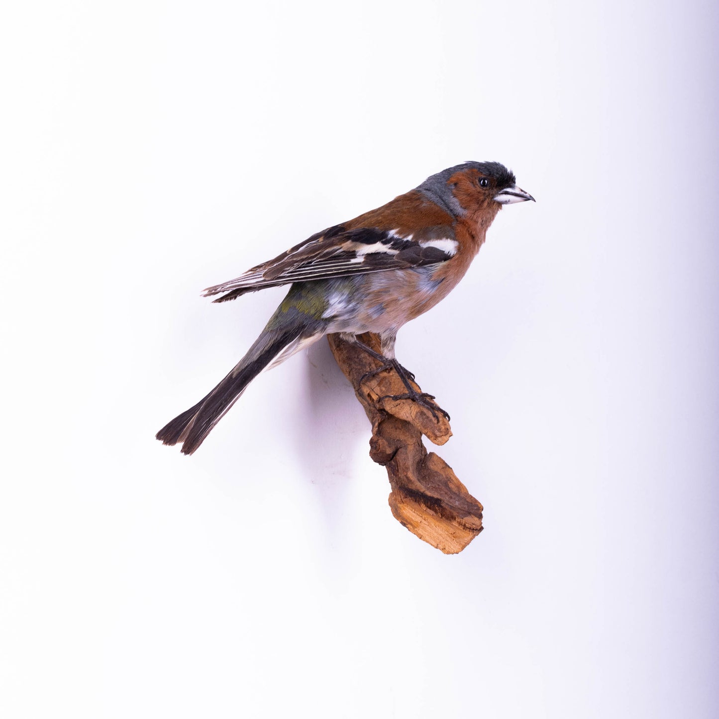 Chaffinch Taxidermy Wall Mount For Sale