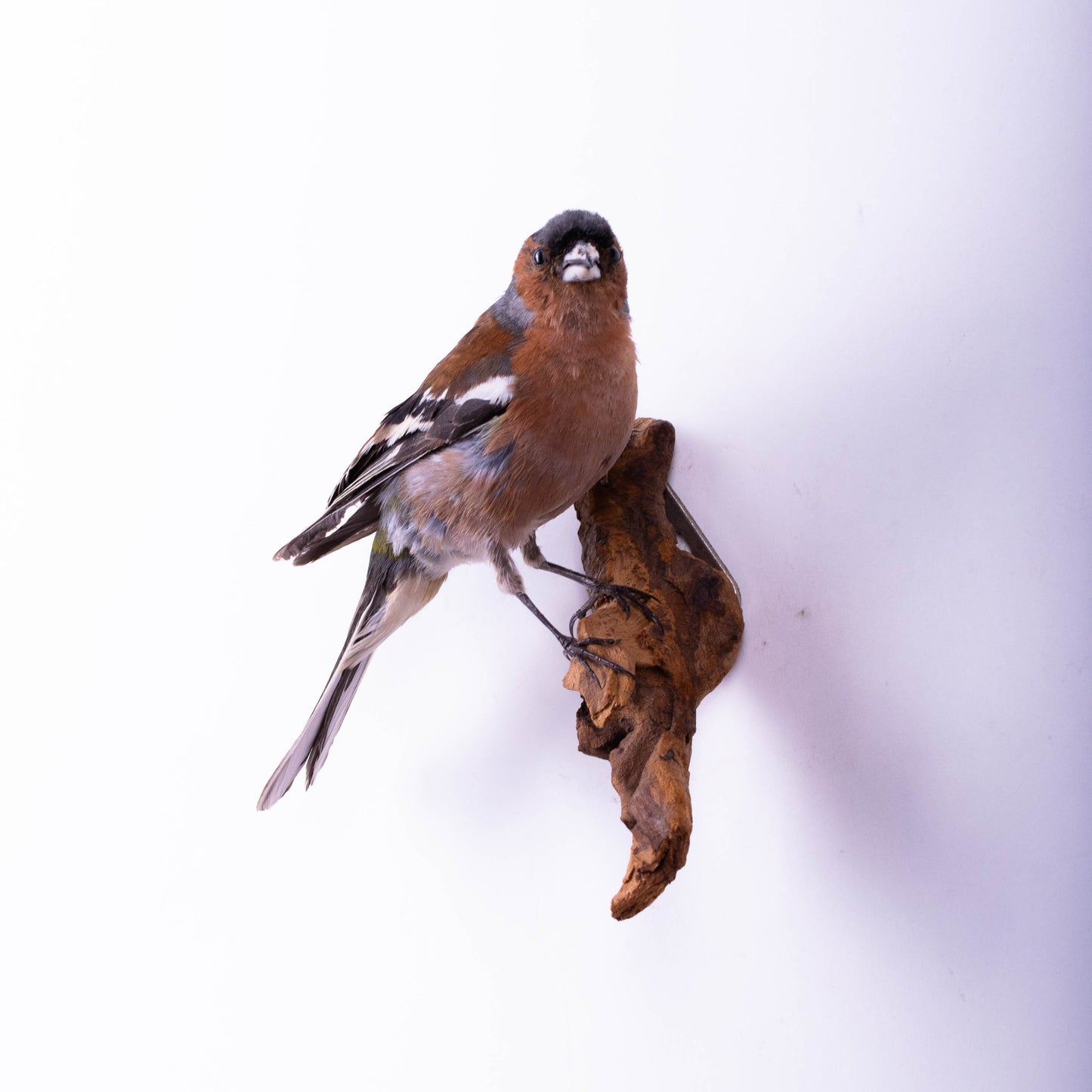 Chaffinch Taxidermy Wall Mount For Sale
