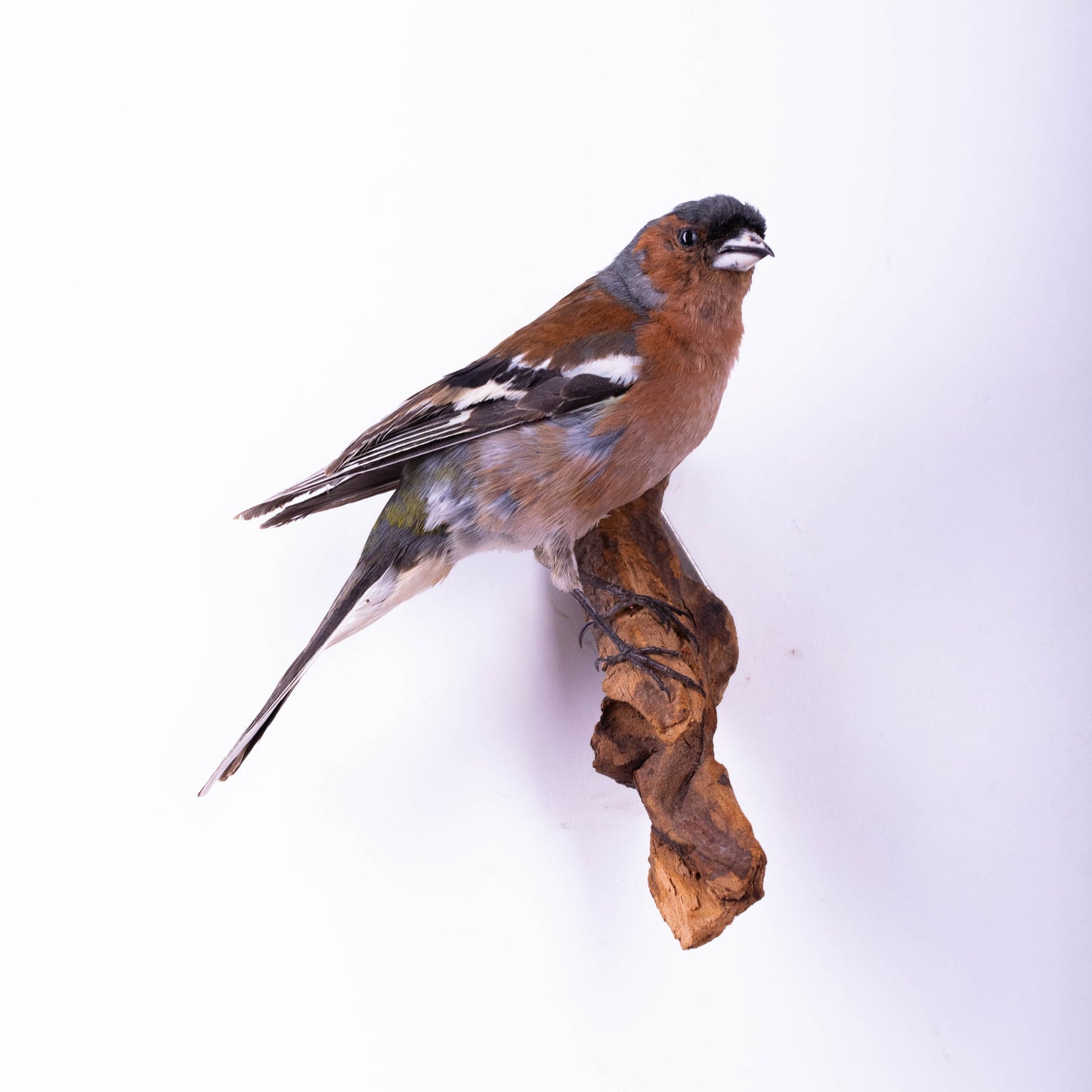 Chaffinch Taxidermy Wall Mount For Sale