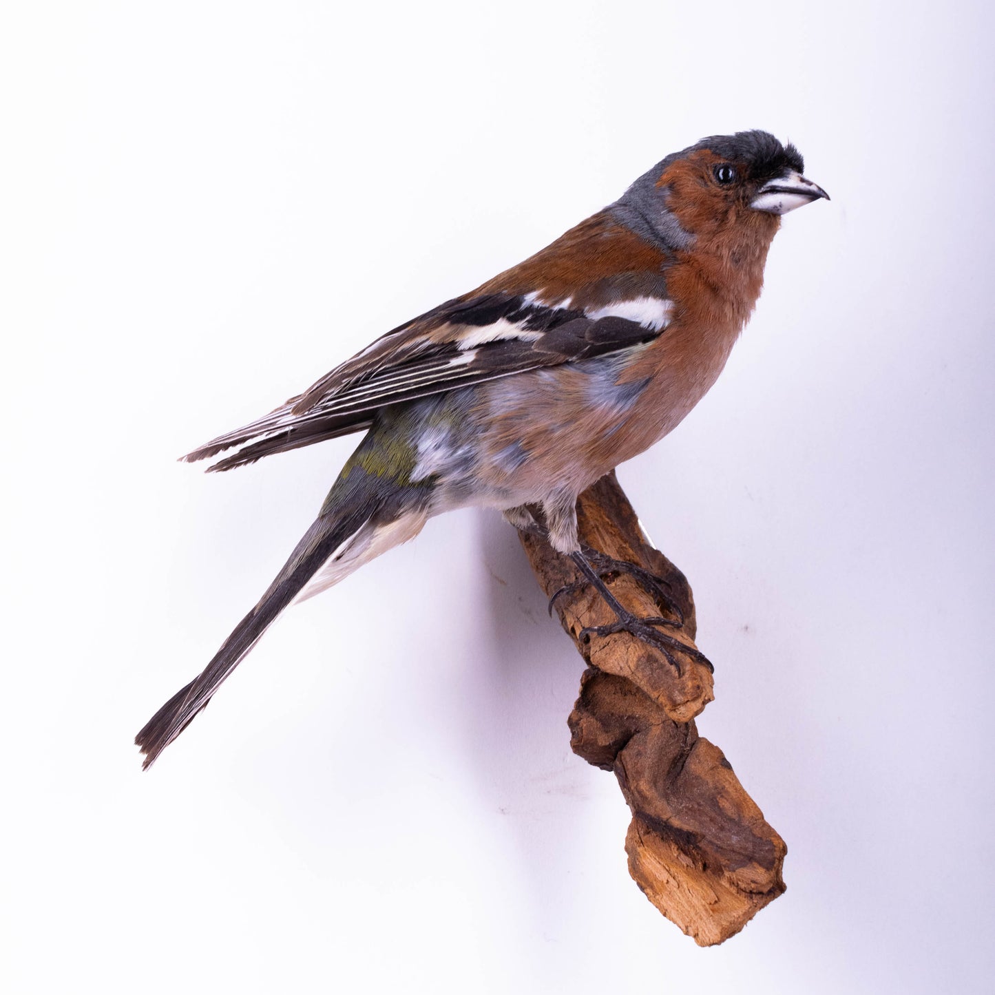 Chaffinch Taxidermy Wall Mount For Sale