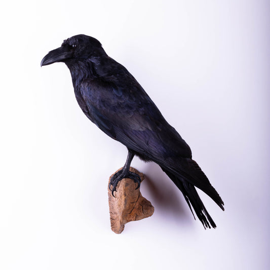 Raven Taxidermy Wall Mount For Sale