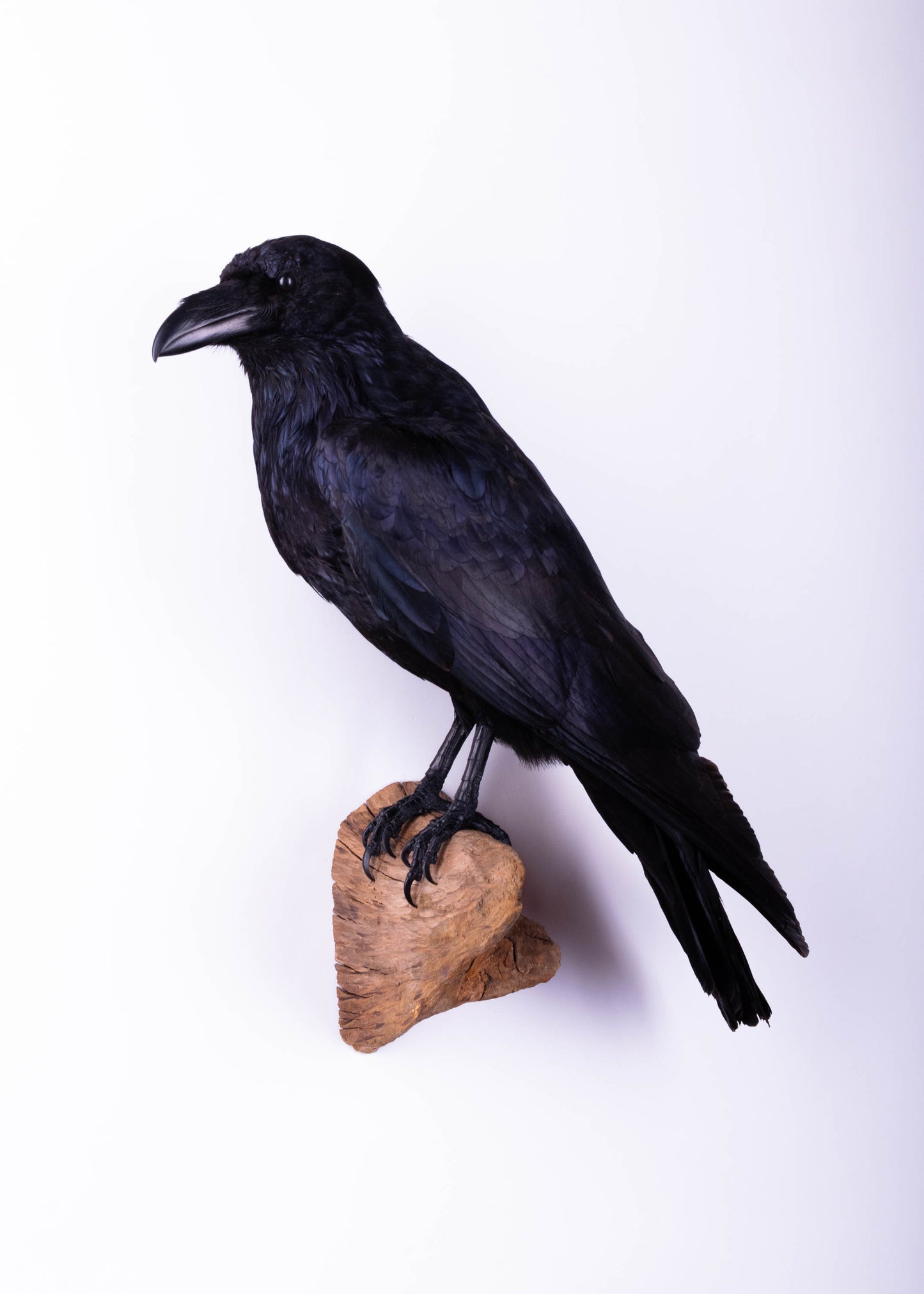 Raven Taxidermy Wall Mount For Sale