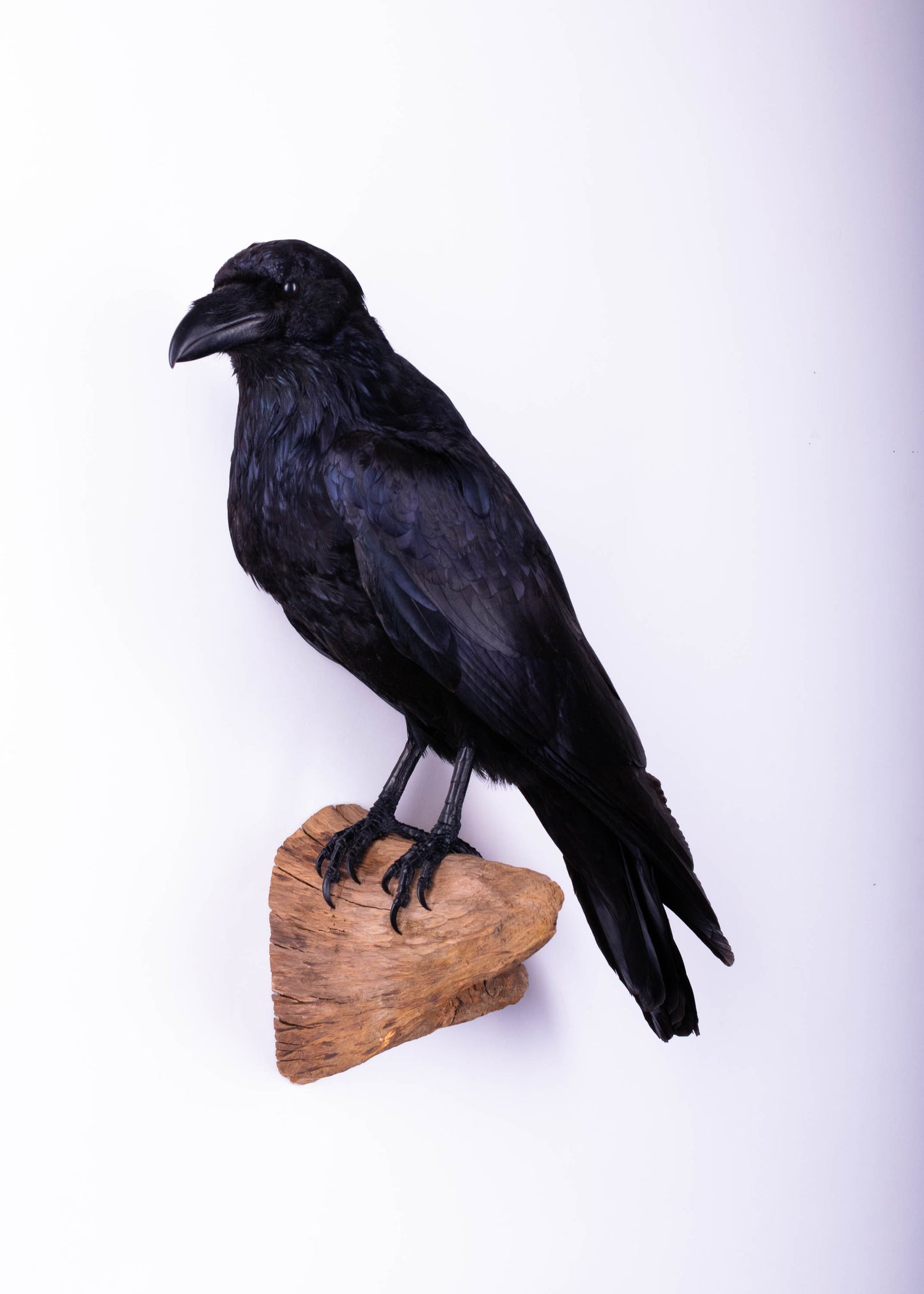 Raven Taxidermy Wall Mount For Sale