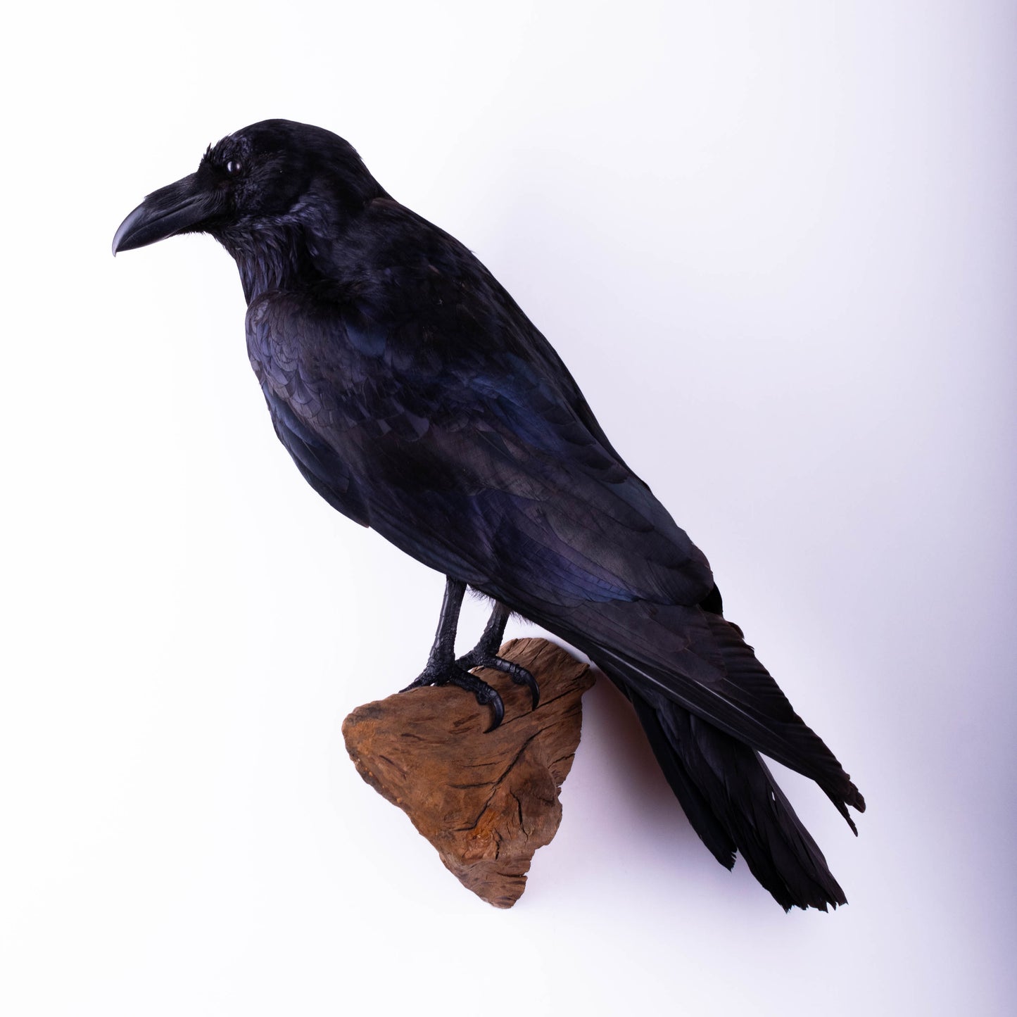Raven Taxidermy Wall Mount For Sale