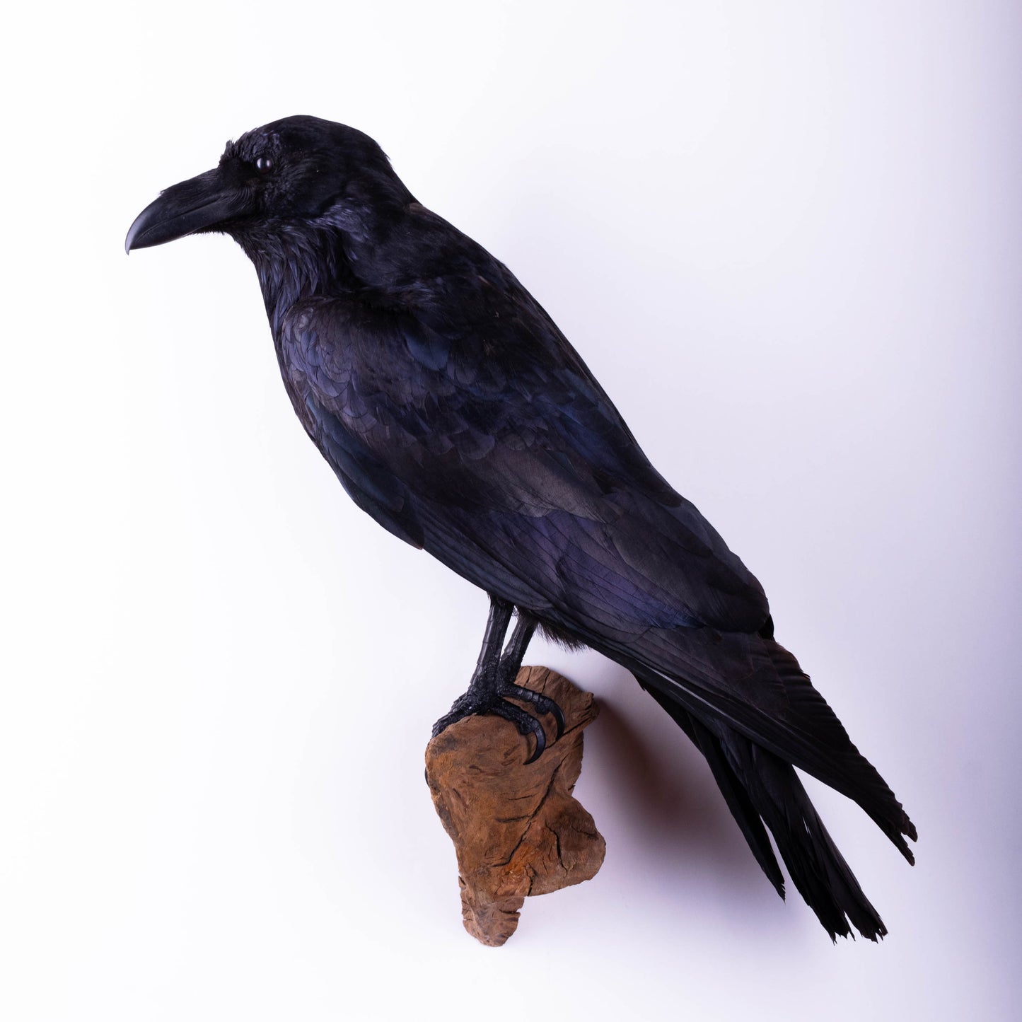 Raven Taxidermy Wall Mount For Sale