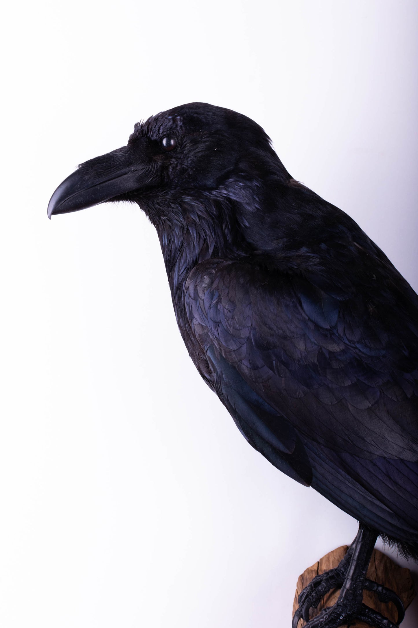 Raven Taxidermy Wall Mount For Sale