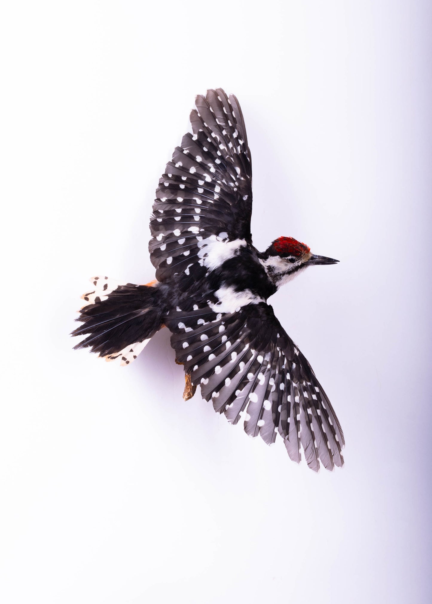 Great Spotted Woodpecker Taxidermy Wall Mount For Sale