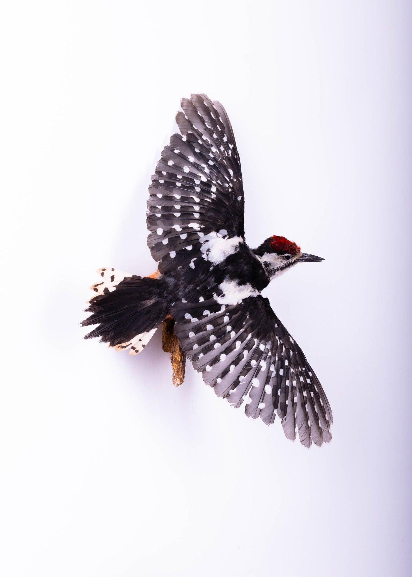 Great Spotted Woodpecker Taxidermy Wall Mount For Sale