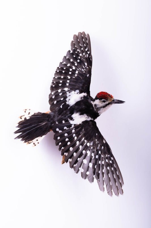Great Spotted Woodpecker Taxidermy Wall Mount For Sale