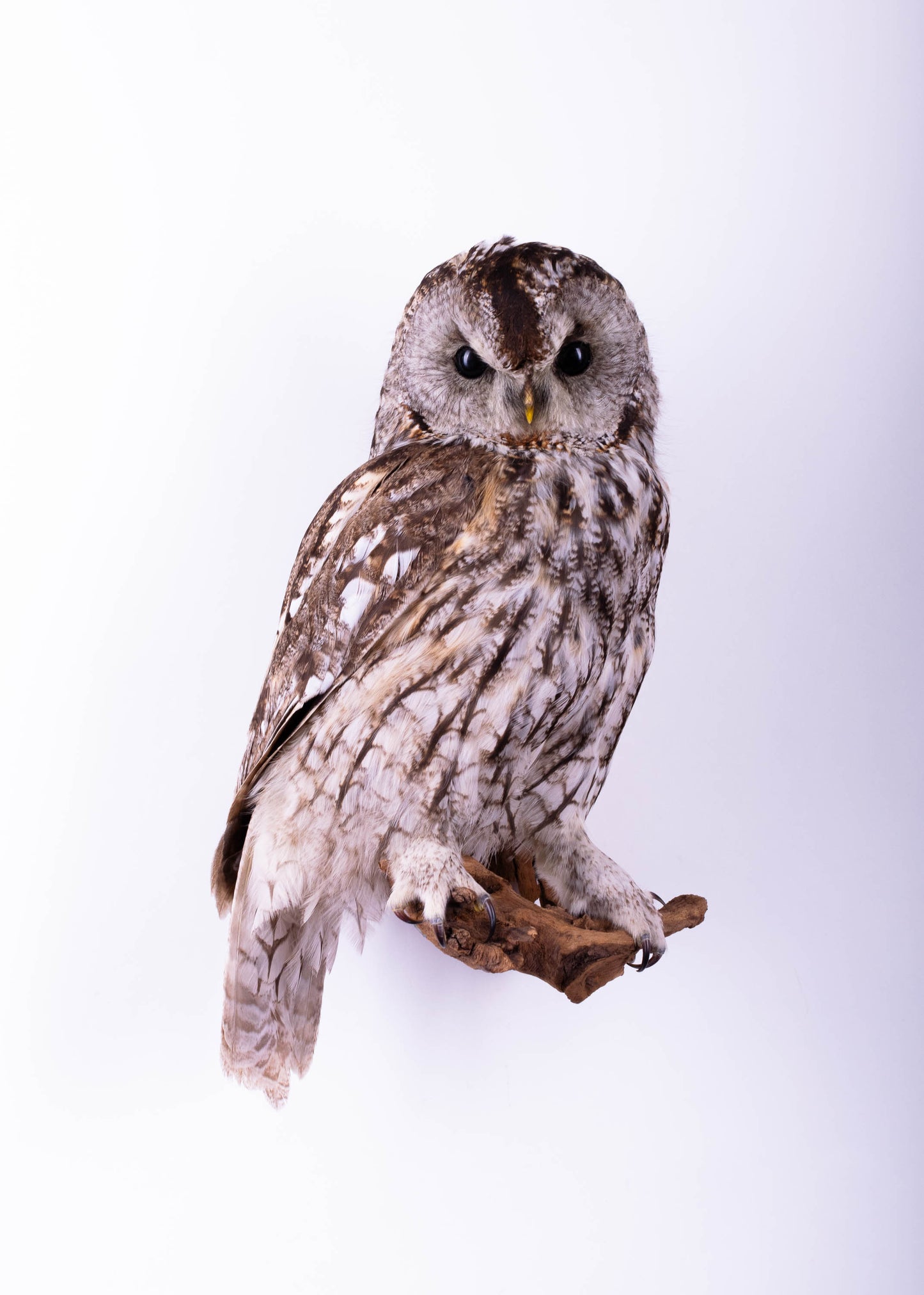 Tawny Owl Taxidermy Wall Mount For Sale