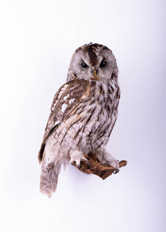 Tawny Owl Taxidermy Wall Mount For Sale