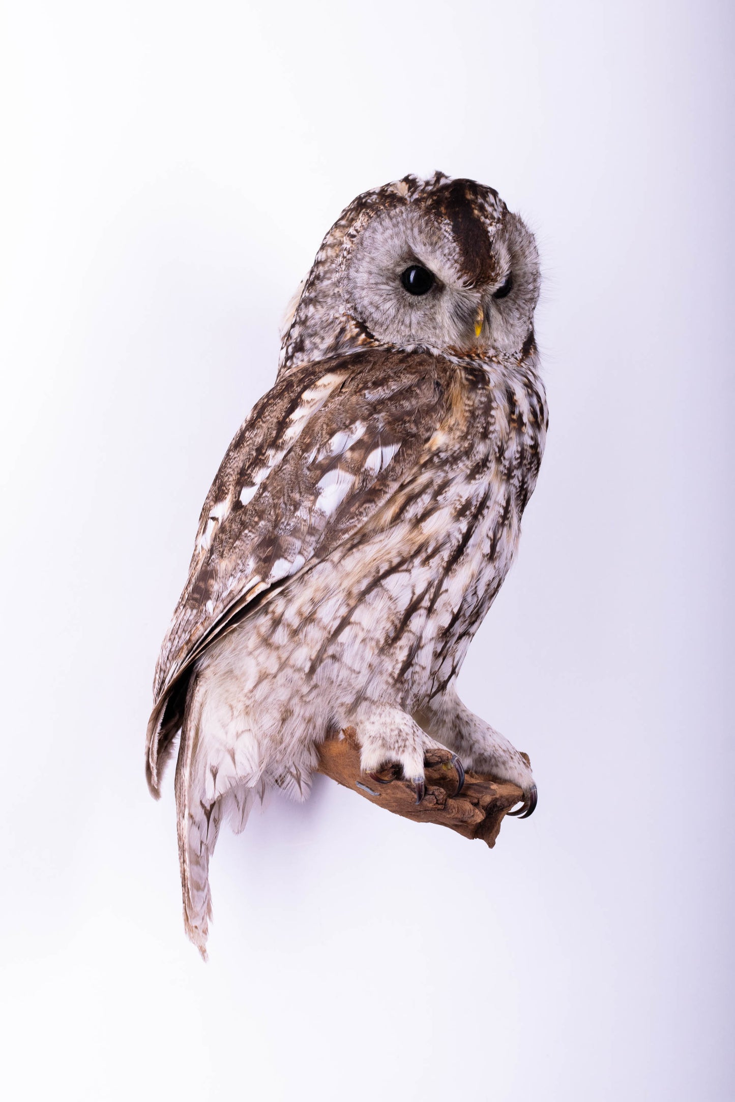 Tawny Owl Taxidermy Wall Mount For Sale