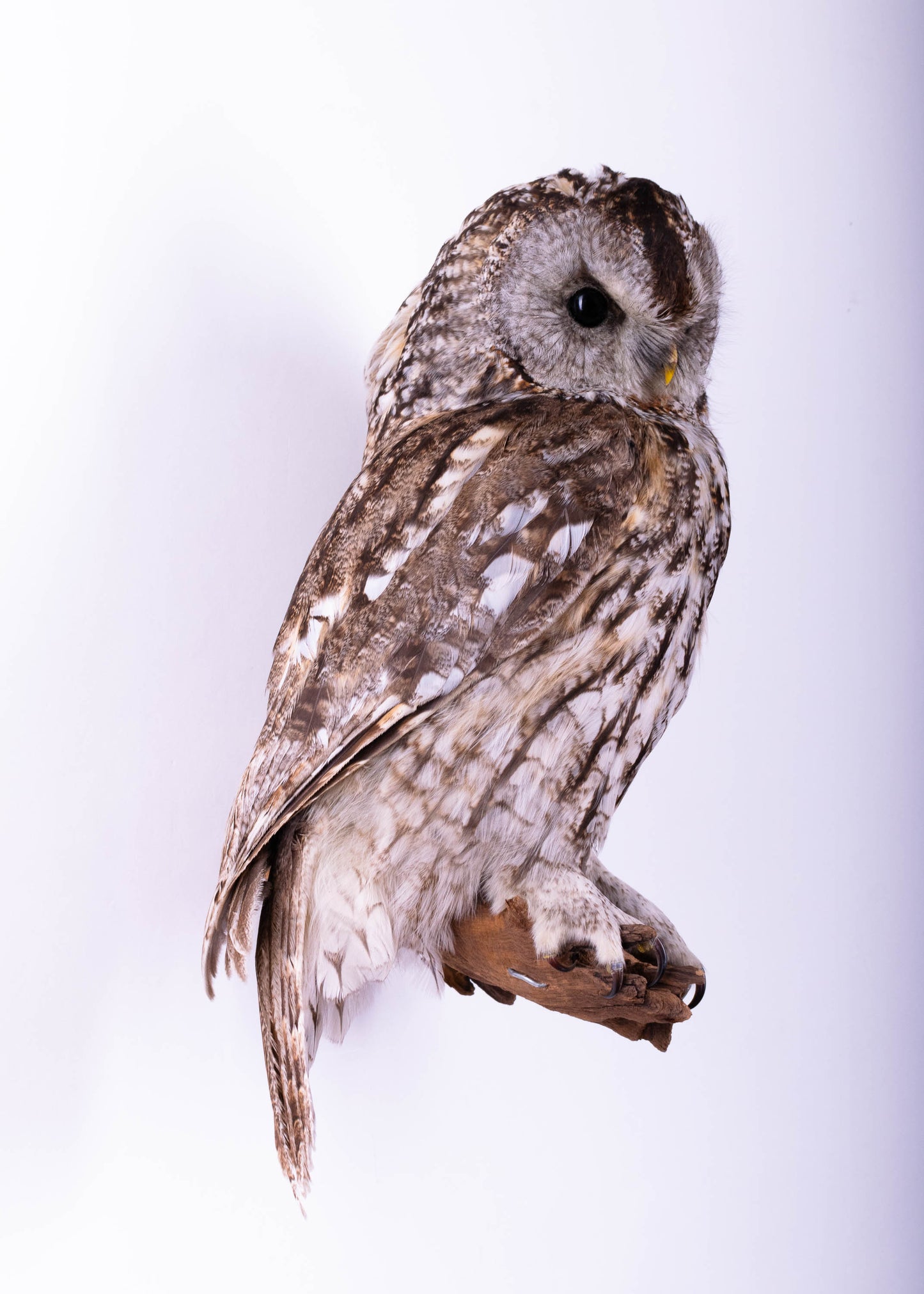 Tawny Owl Taxidermy Wall Mount For Sale