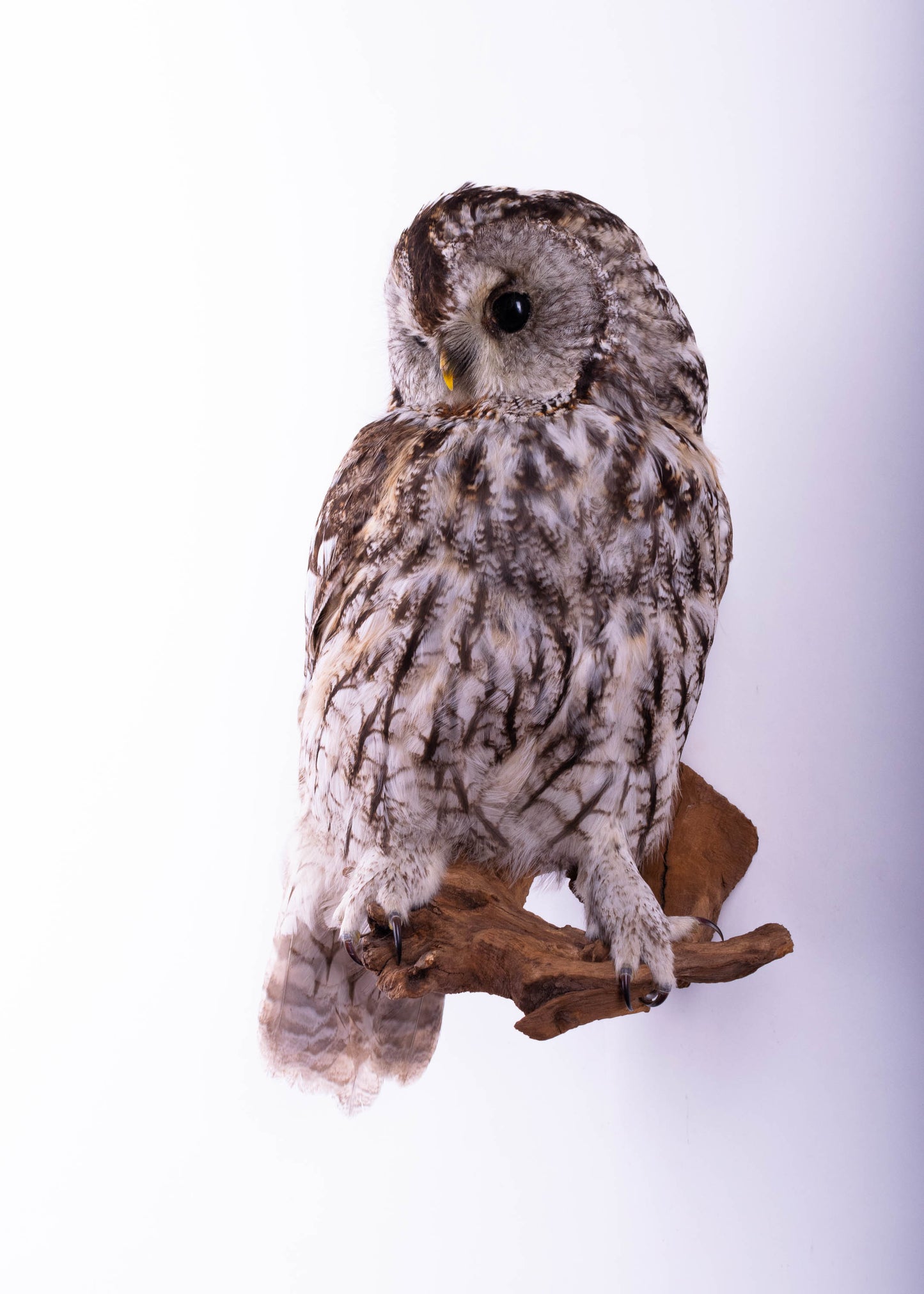 Tawny Owl Taxidermy Wall Mount For Sale