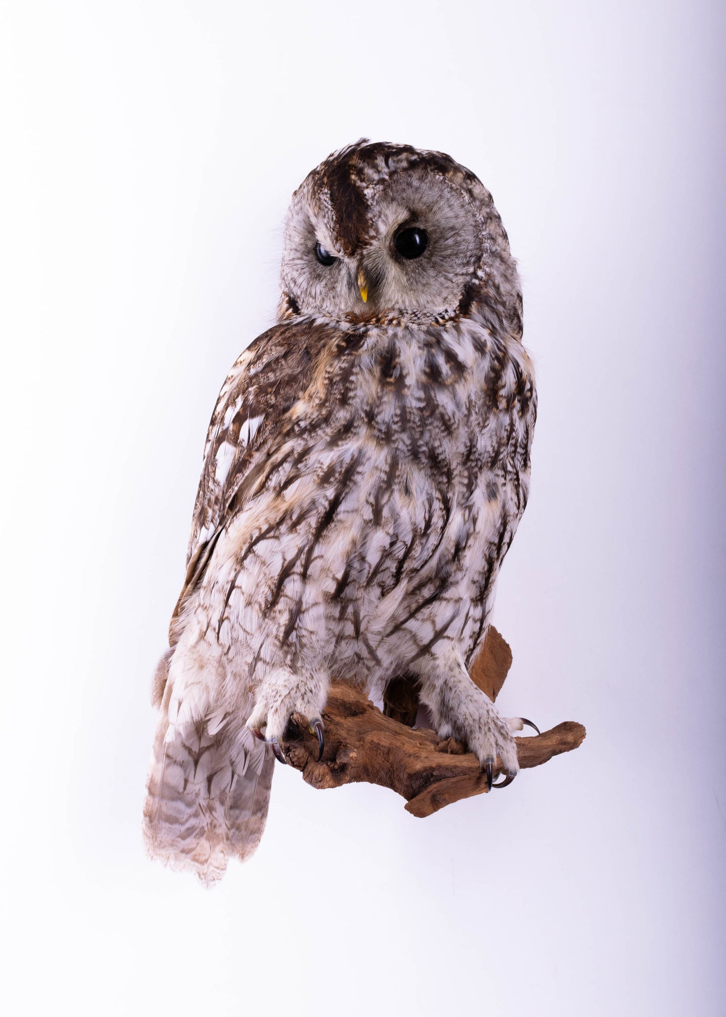 Tawny Owl Taxidermy Wall Mount For Sale