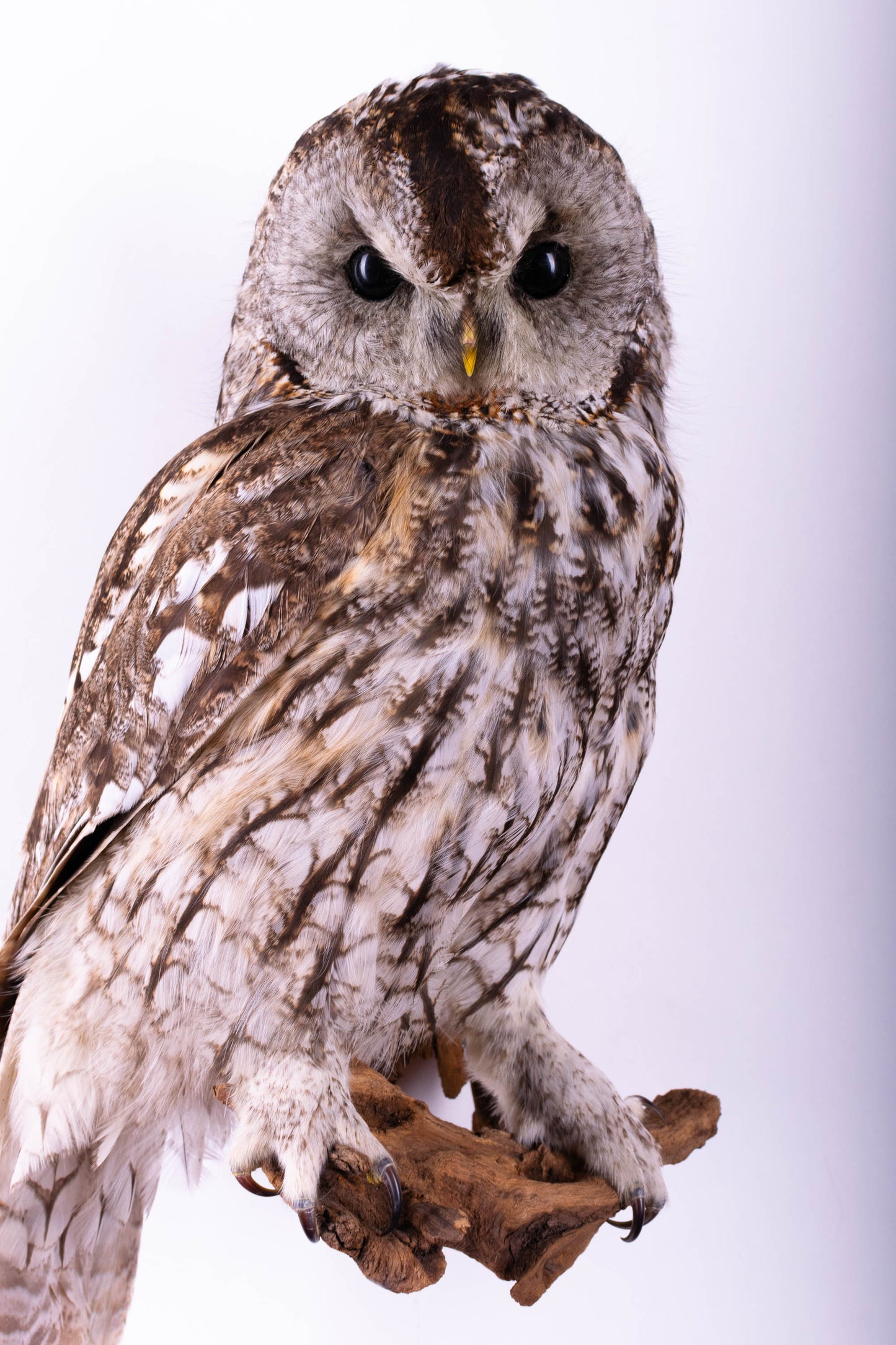 Tawny Owl Taxidermy Wall Mount For Sale