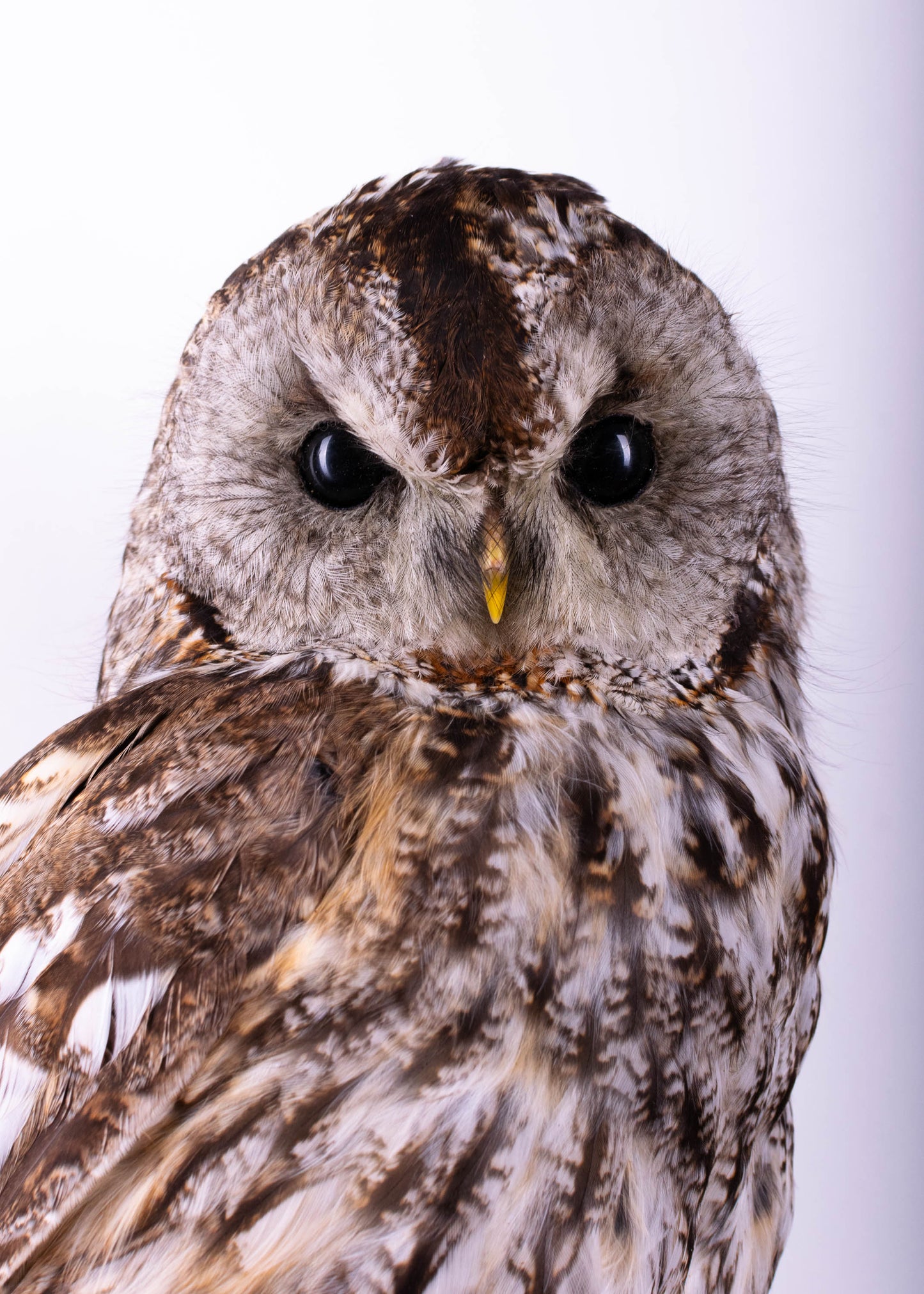 Tawny Owl Taxidermy Wall Mount For Sale