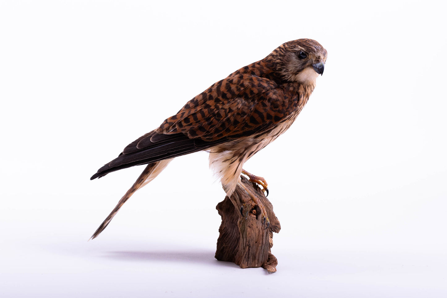 Kestrel Taxidermy Stand Mount For Sale