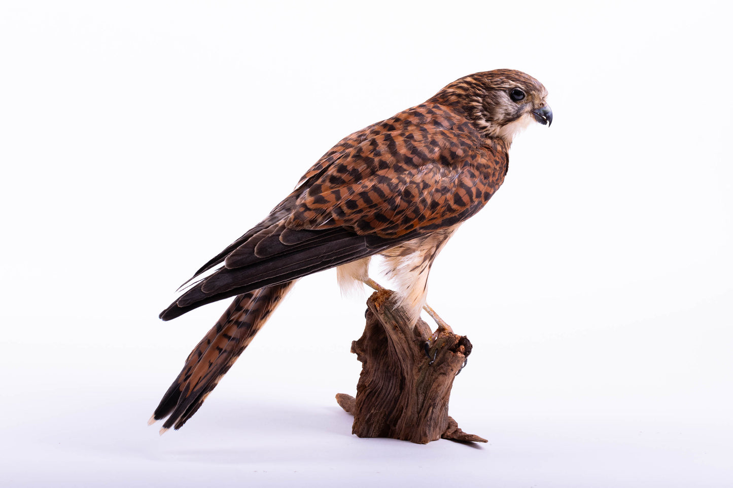 Kestrel Taxidermy Stand Mount For Sale