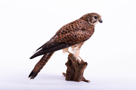 Kestrel Taxidermy Stand Mount For Sale