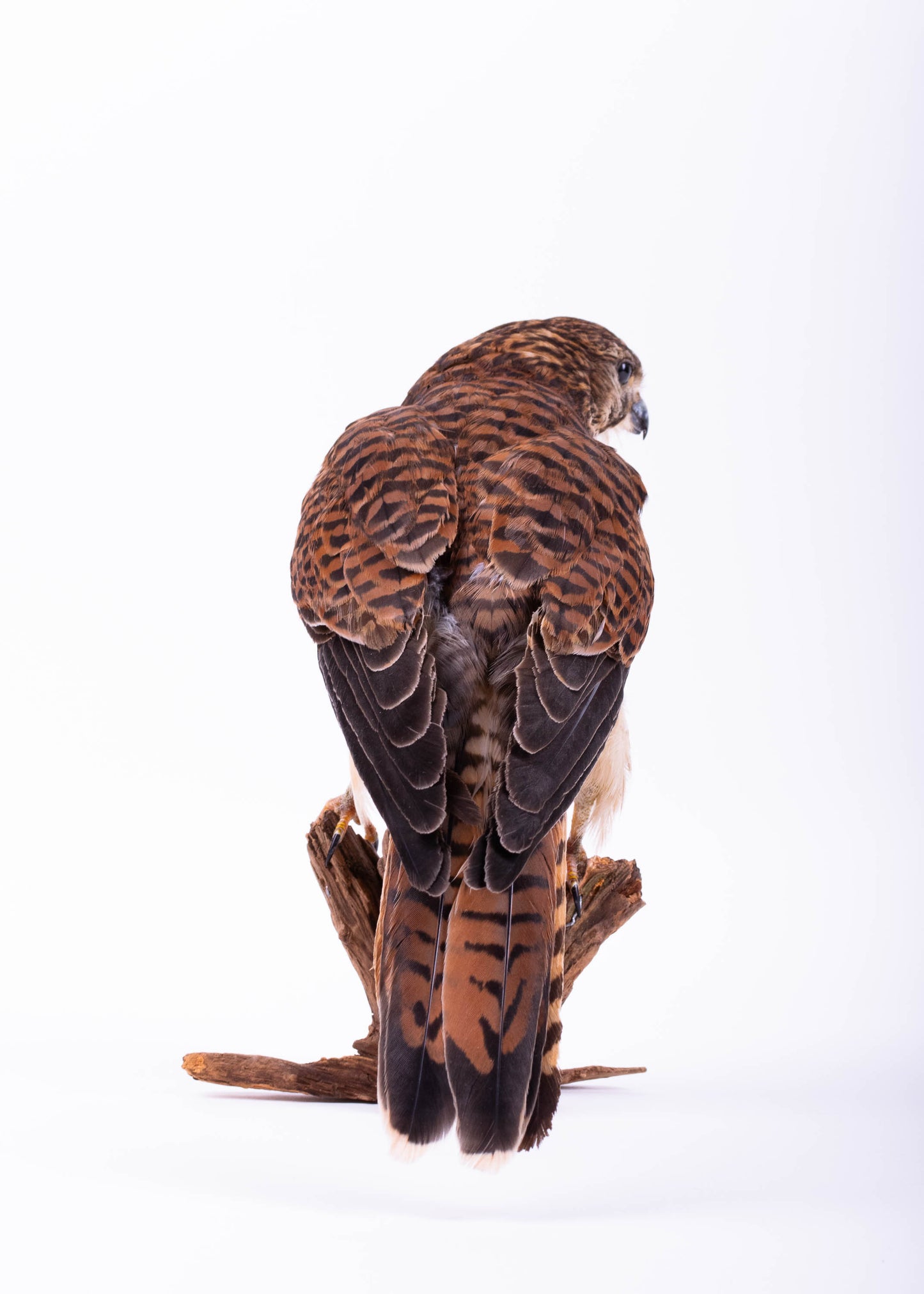 Kestrel Taxidermy Stand Mount For Sale
