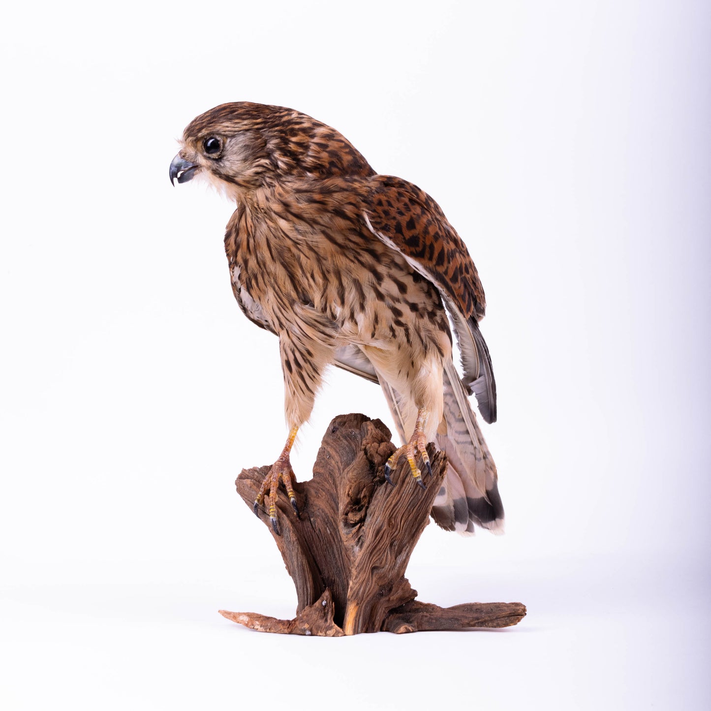 Kestrel Taxidermy Stand Mount For Sale