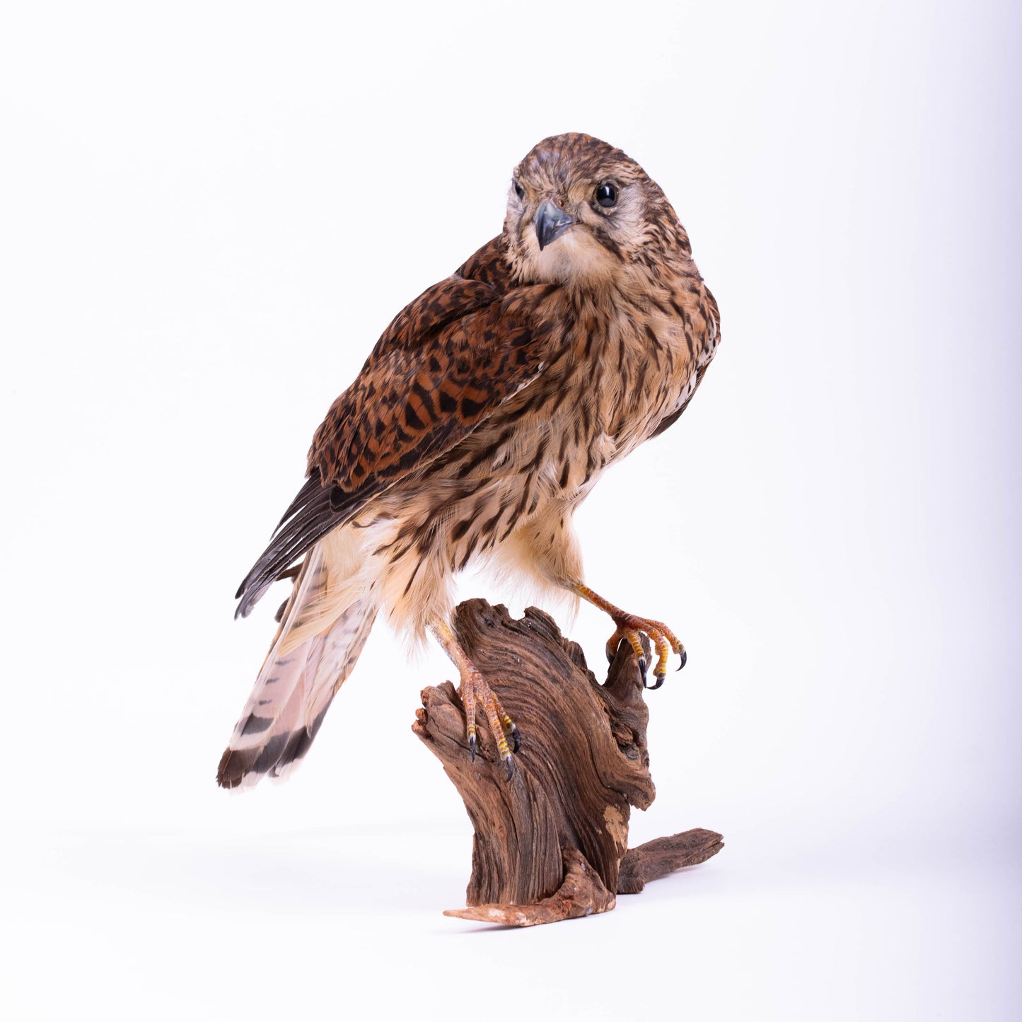 Kestrel Taxidermy Stand Mount For Sale